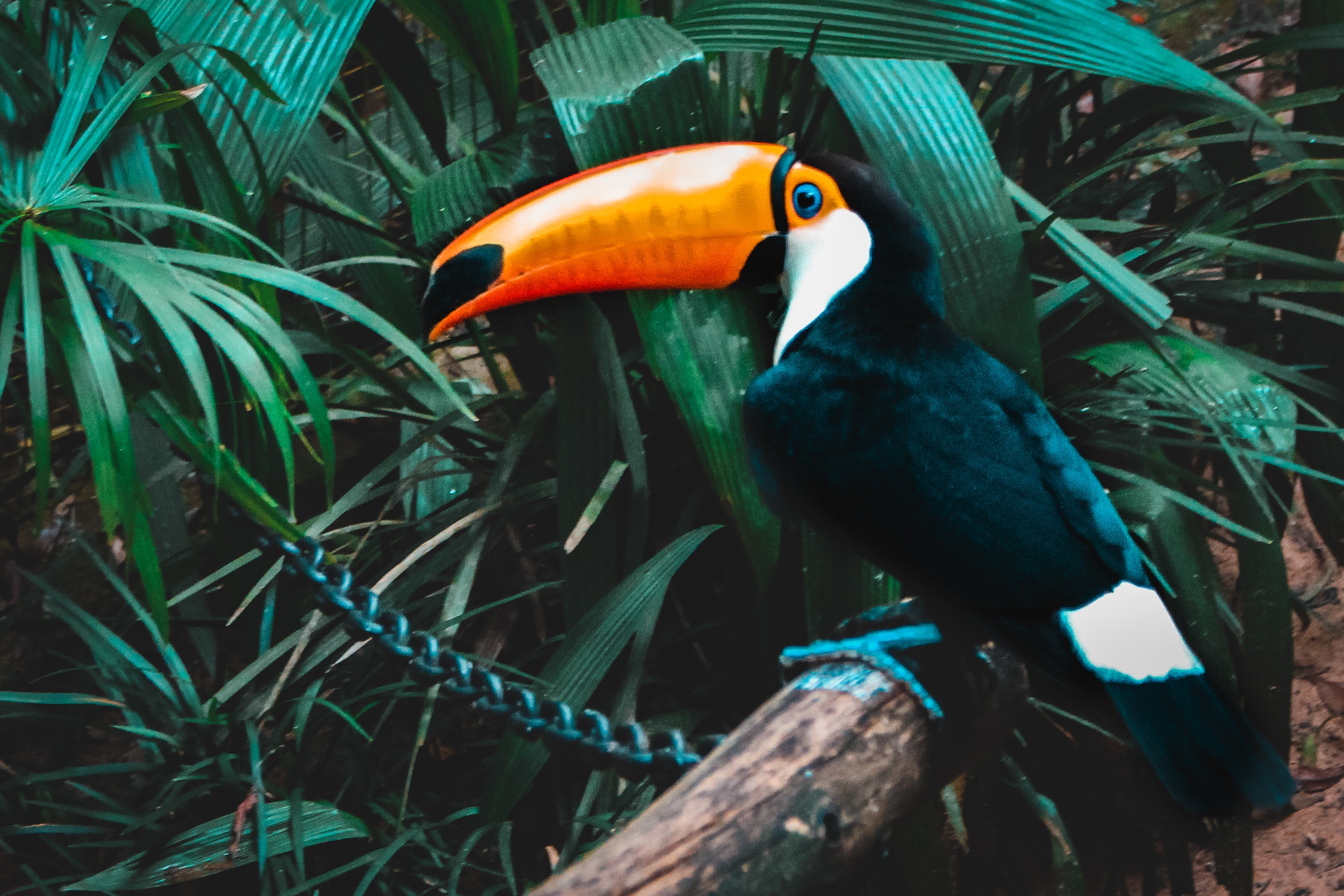 Toucan Bird Pictures Wallpapers