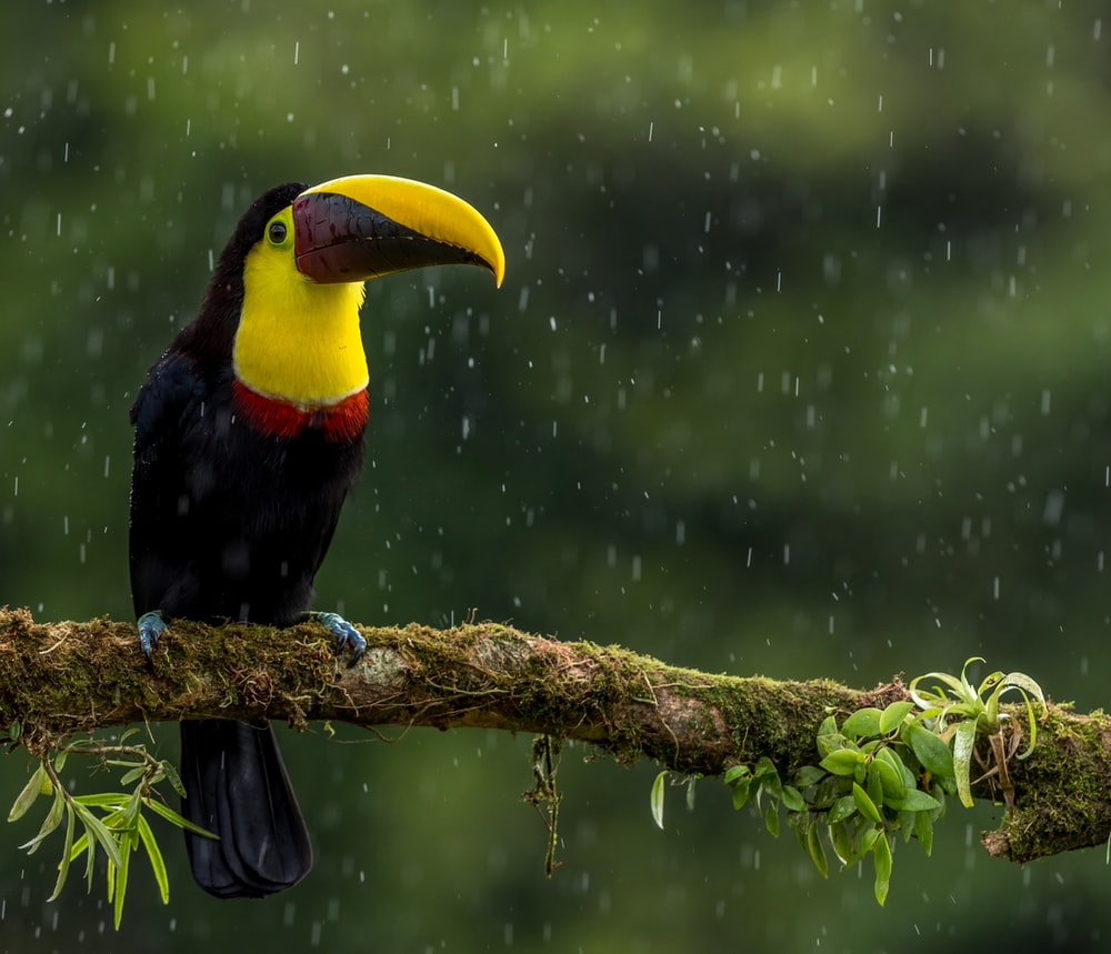 Toucan Bird Pictures Wallpapers