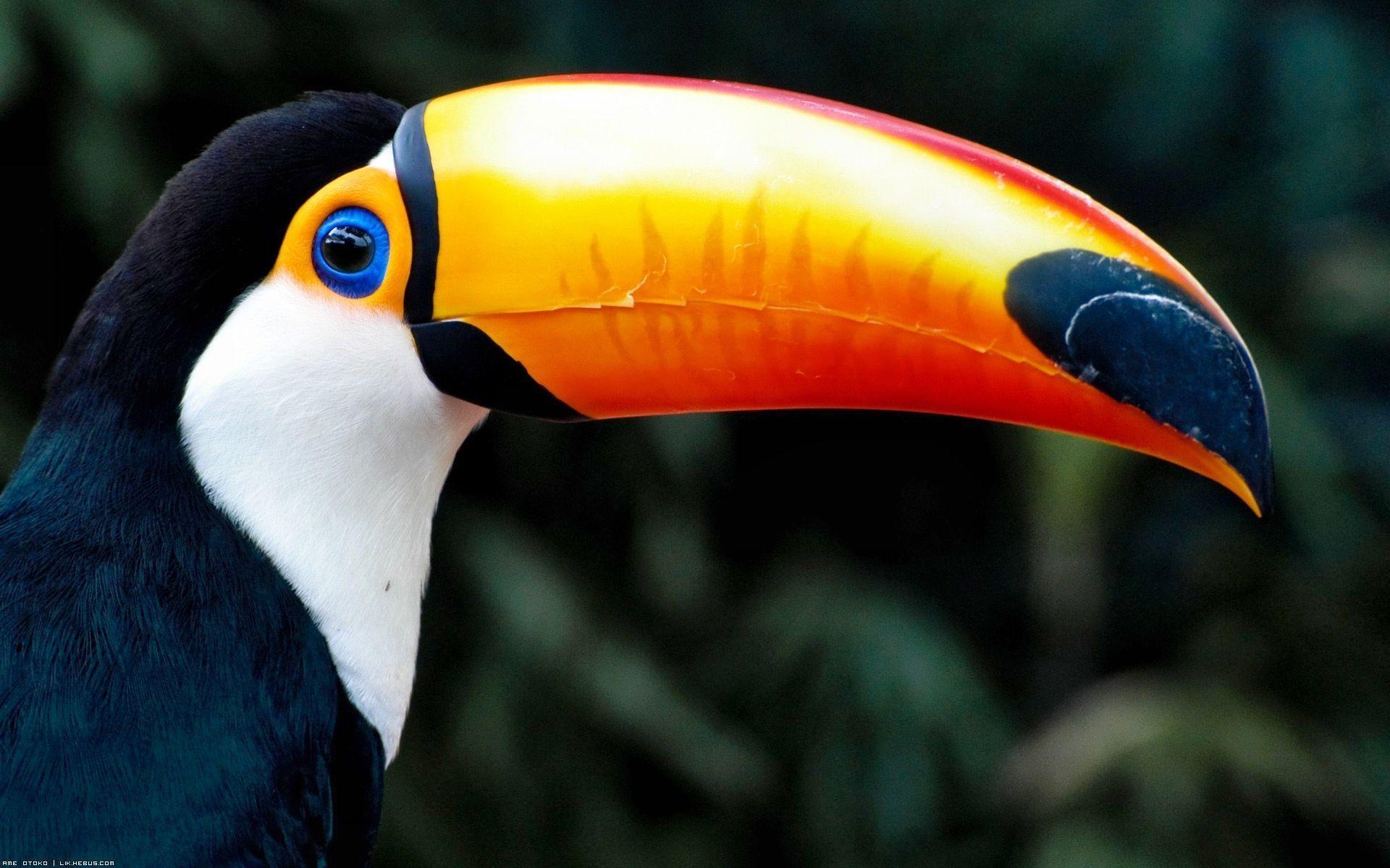 Toucan Bird Pictures Wallpapers