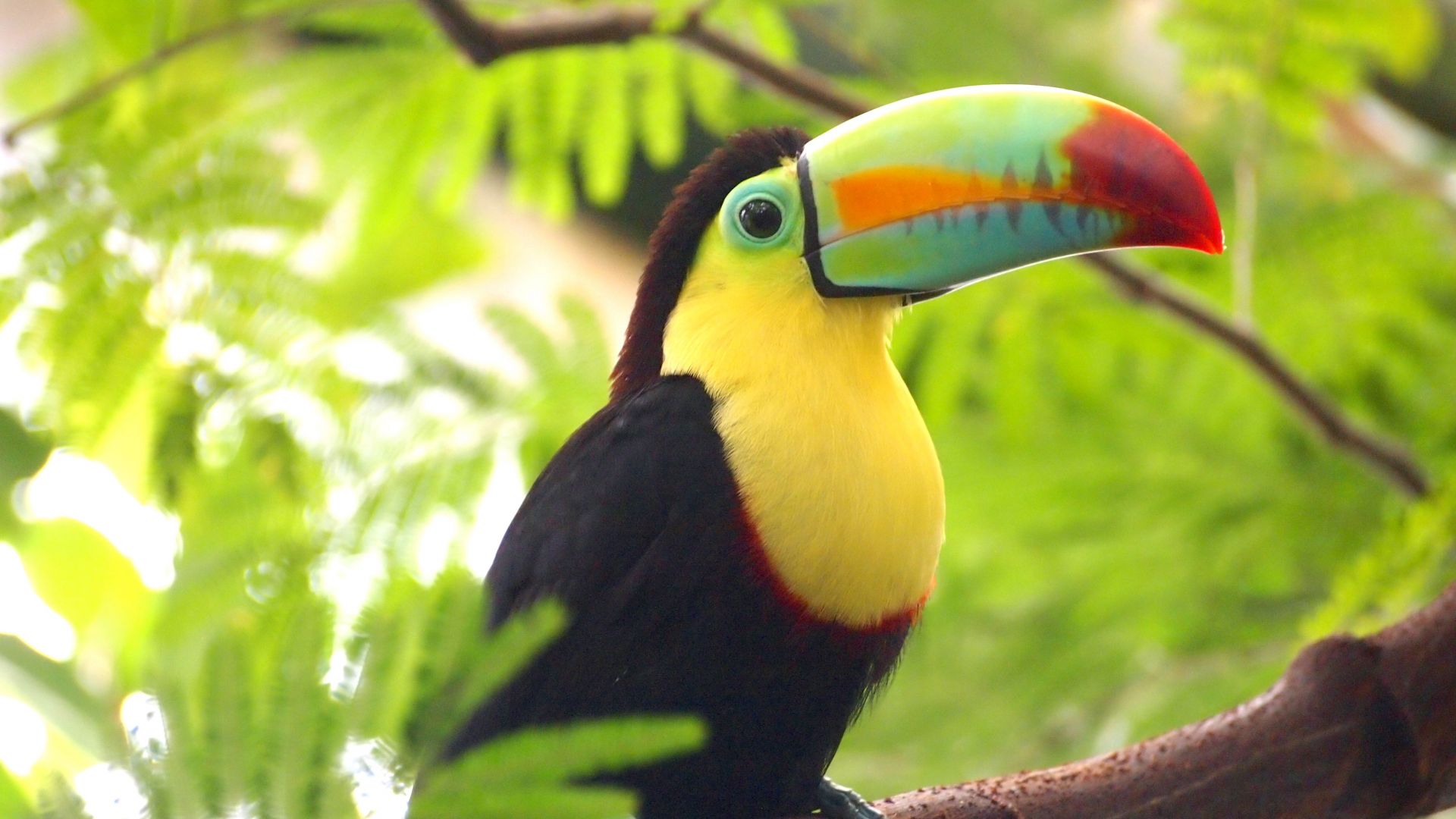 Toucan Bird Pictures Wallpapers