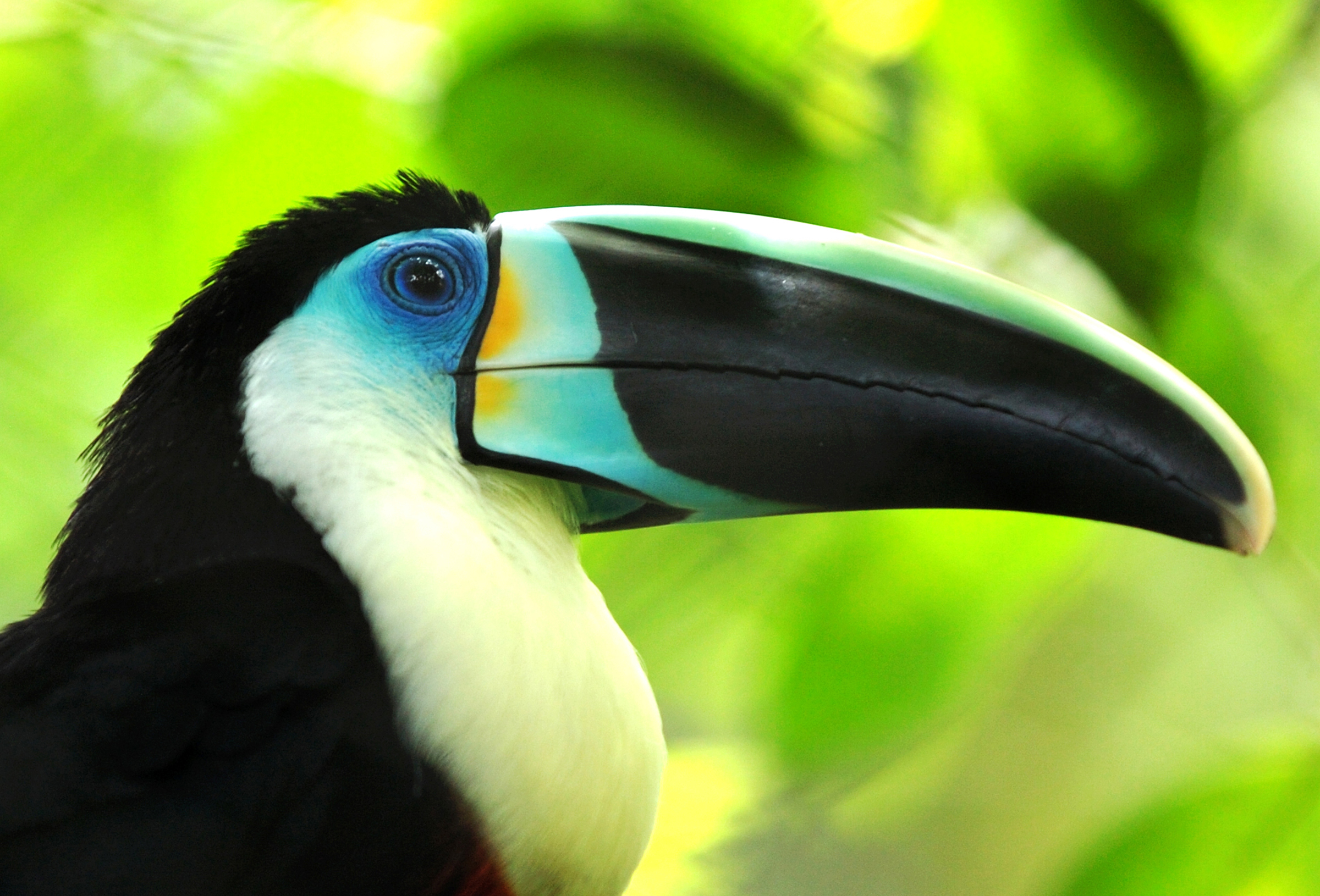 Toucan Bird Pictures Wallpapers