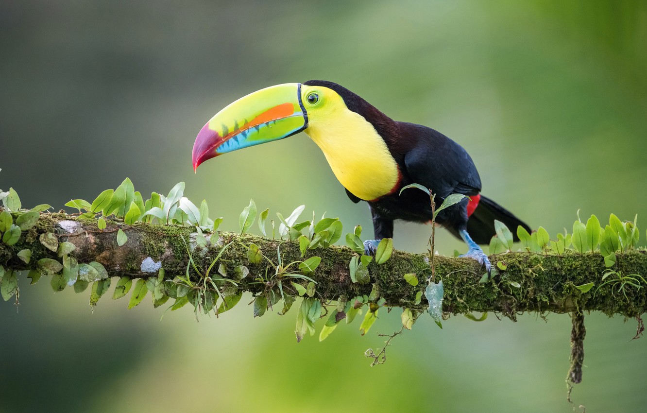 Toucan Bird Pictures Wallpapers