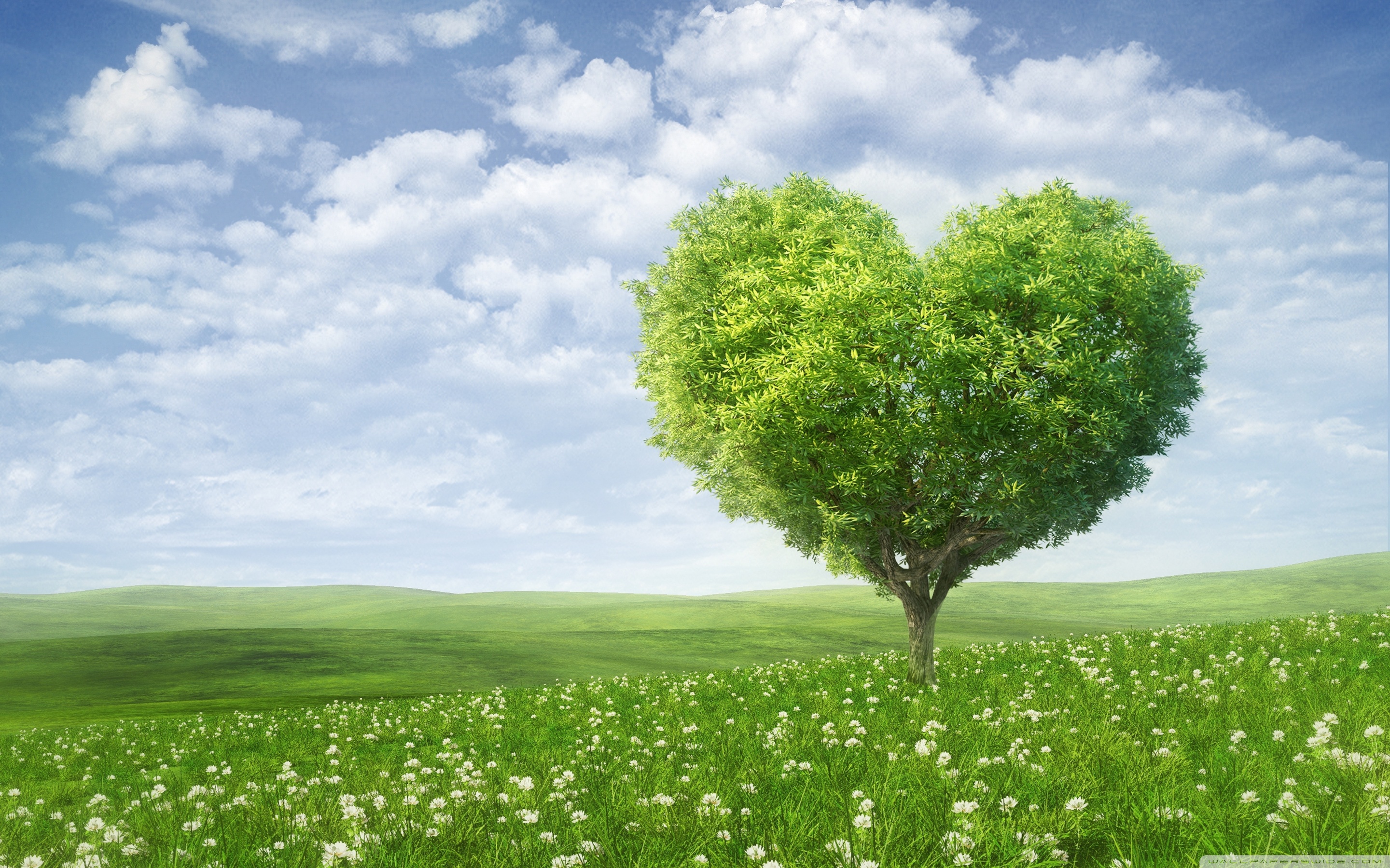 Tree For Love Wallpapers