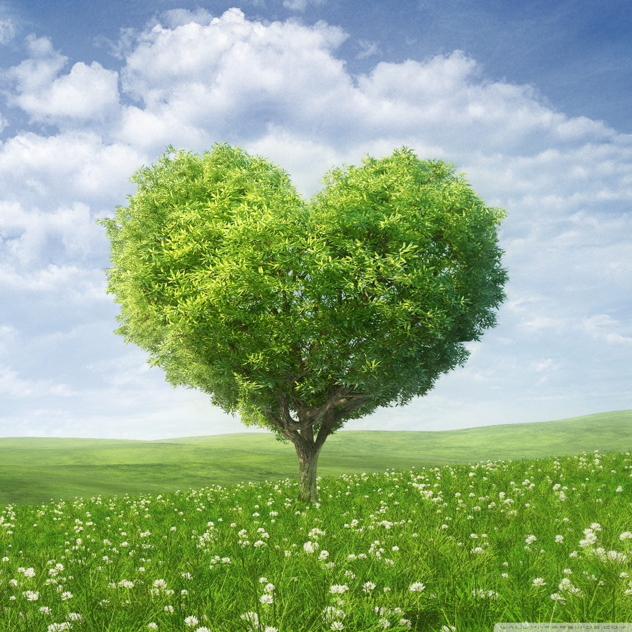 Tree For Love Wallpapers