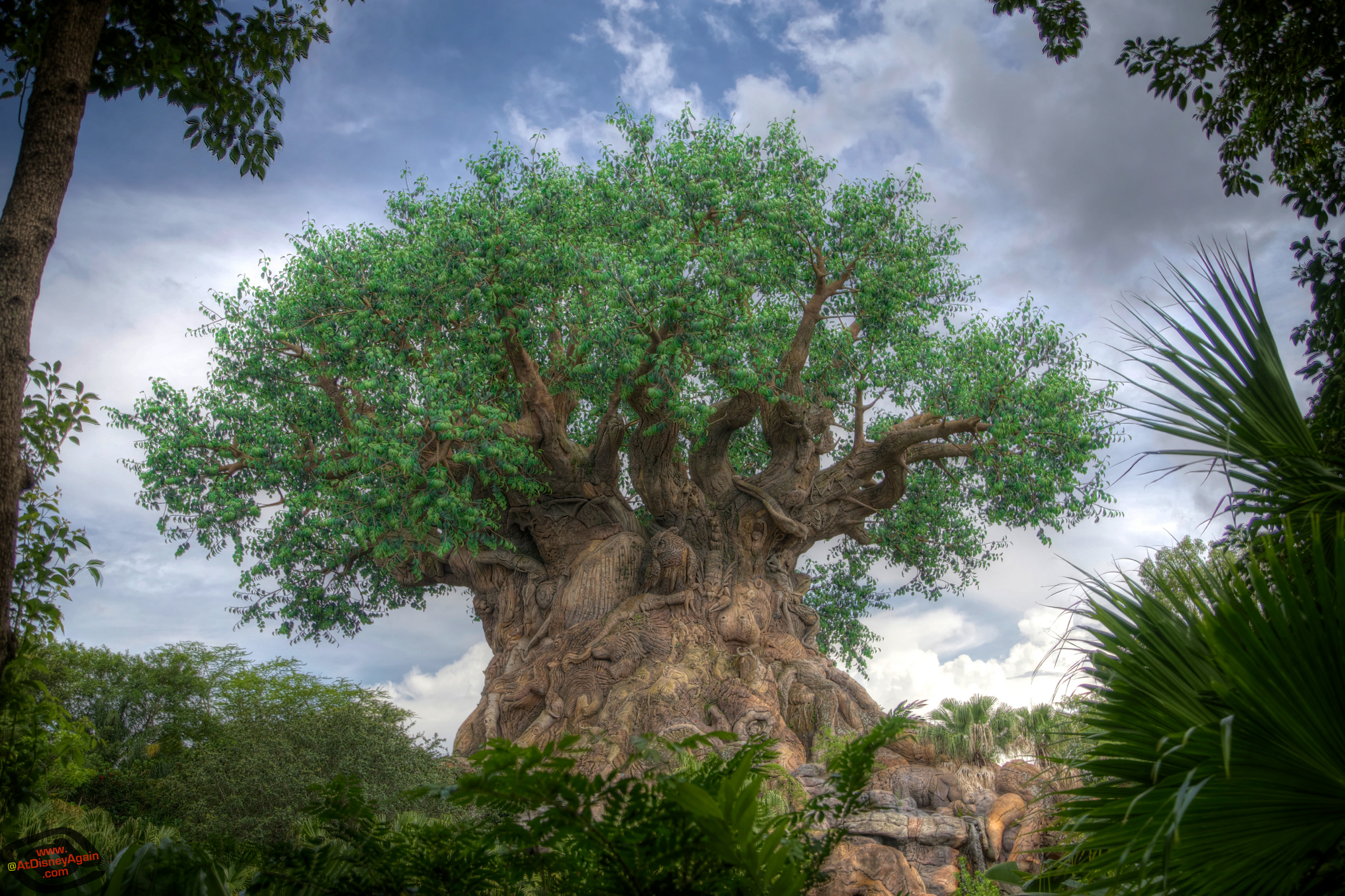 Tree Of Life Wallpapers