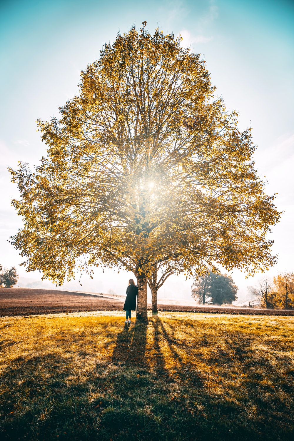 Tree Of Life Wallpapers