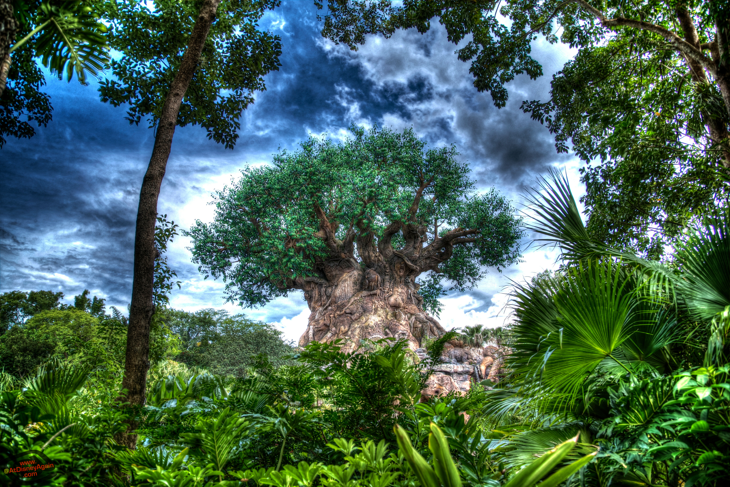 Tree Of Life Wallpapers