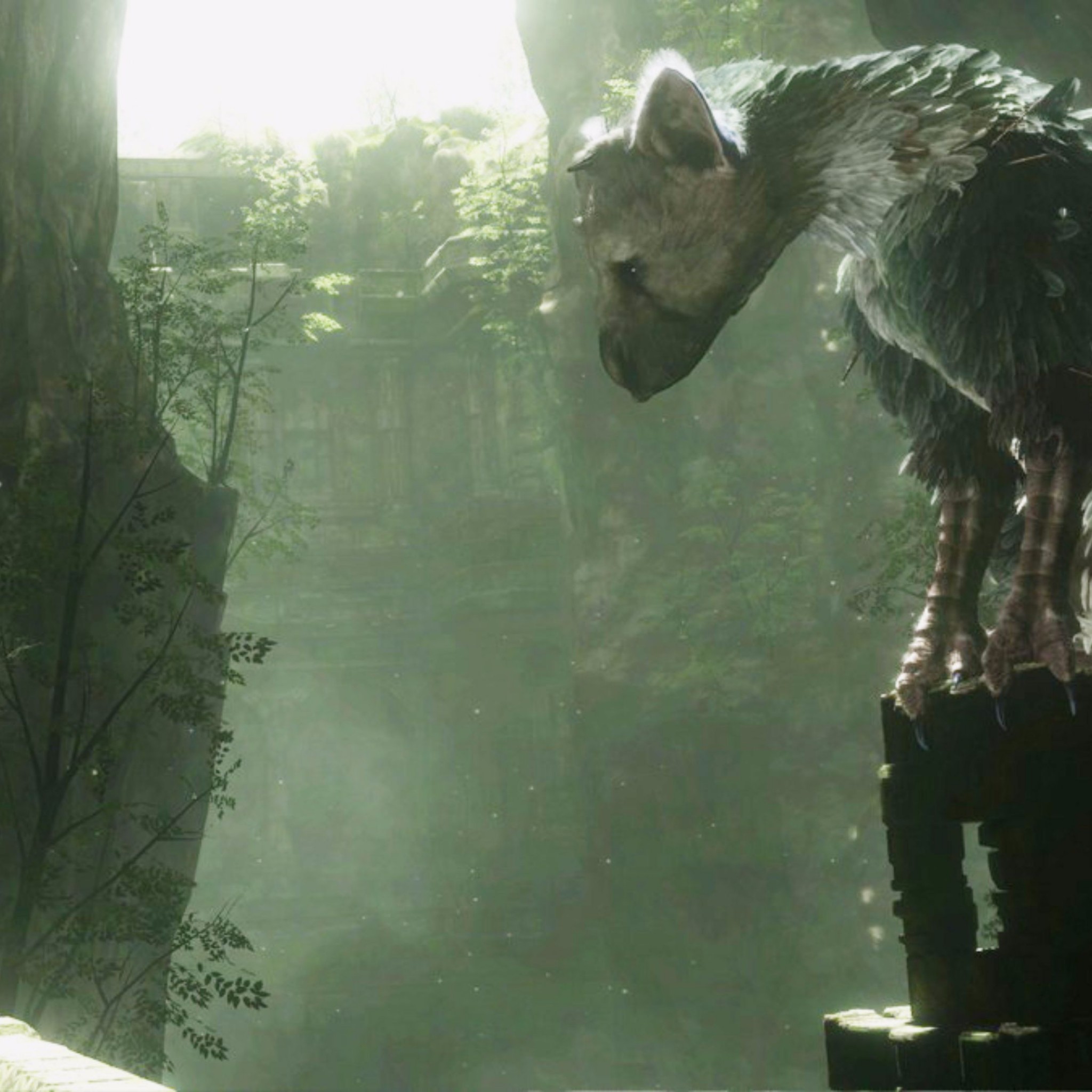 Trico Wallpapers