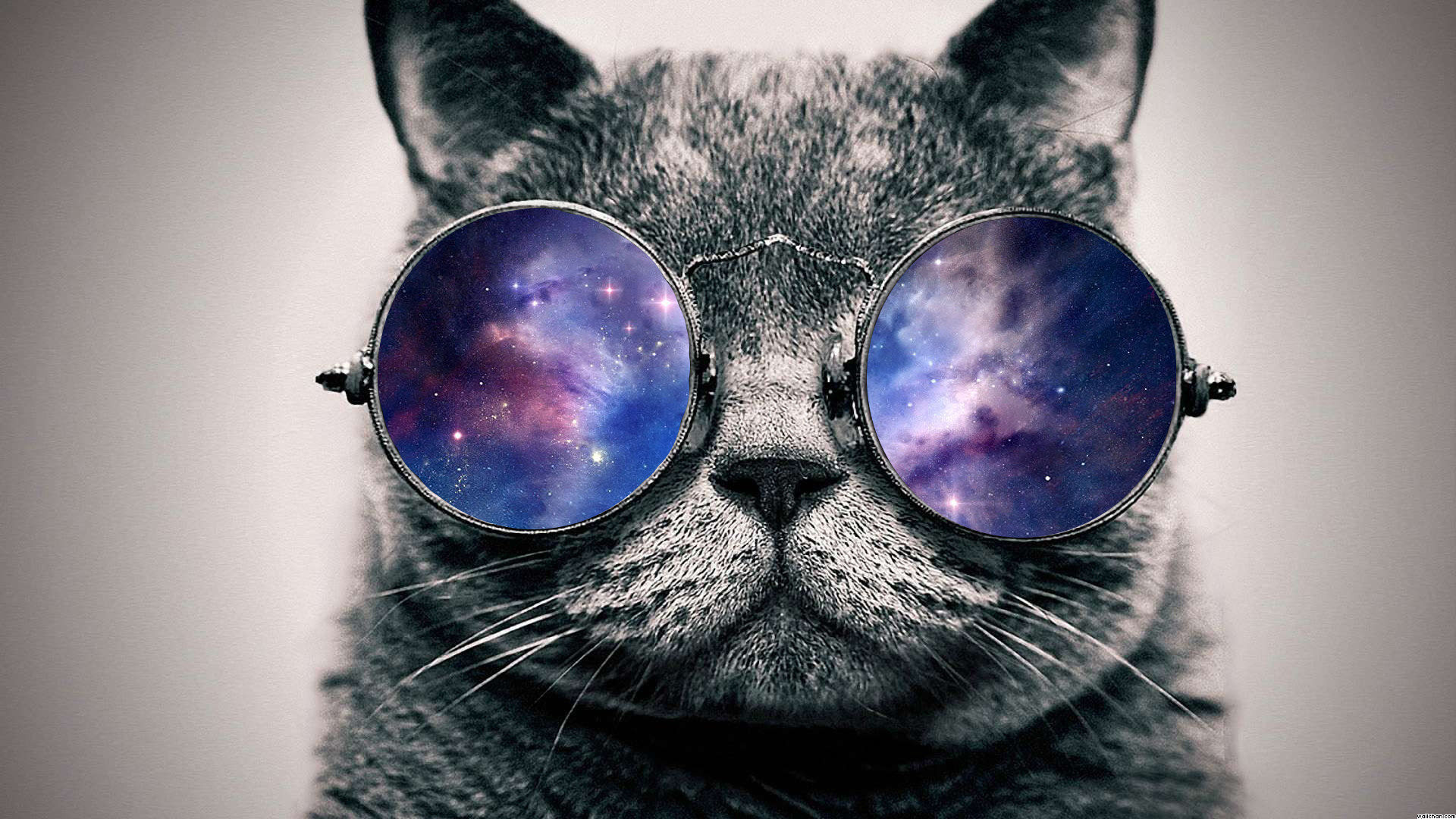 Trippy Cat Wallpapers