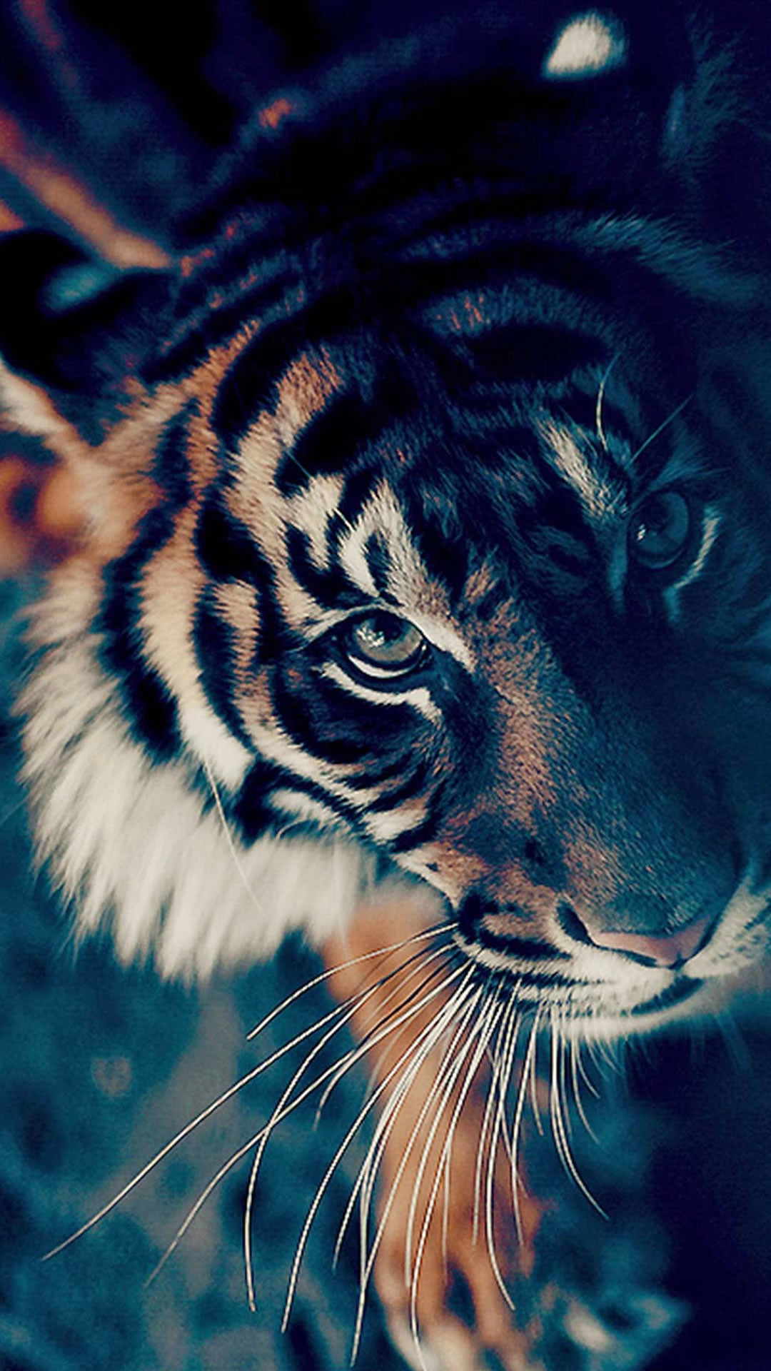 Trippy Tiger Pictures Wallpapers