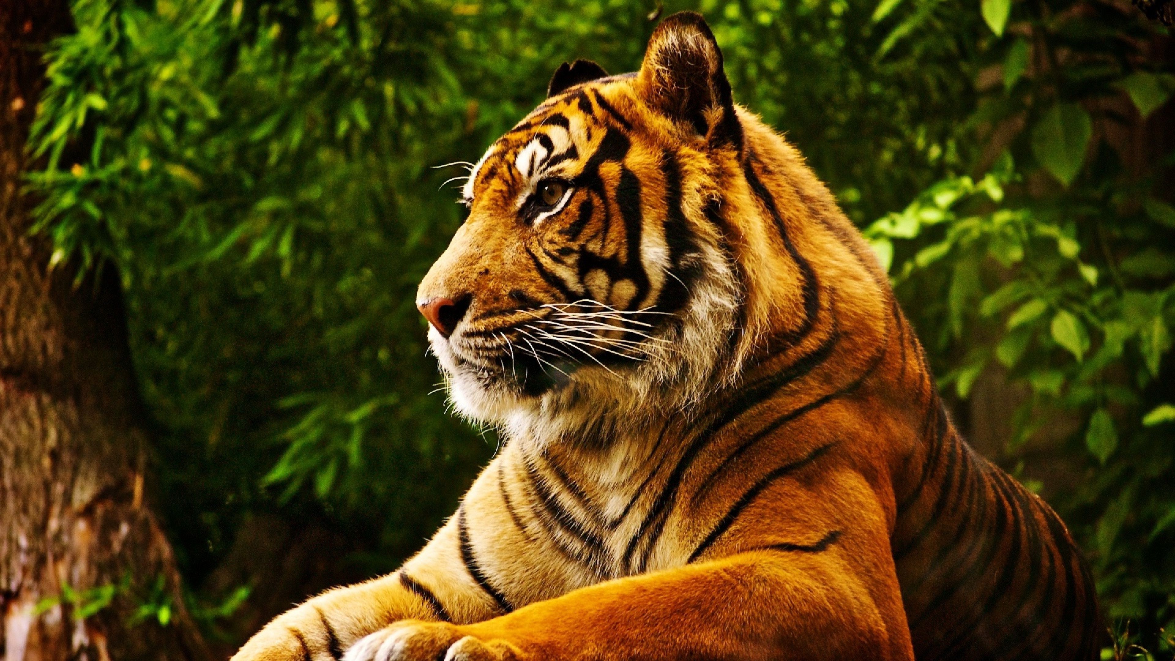 Tropical Animals Wallpapers