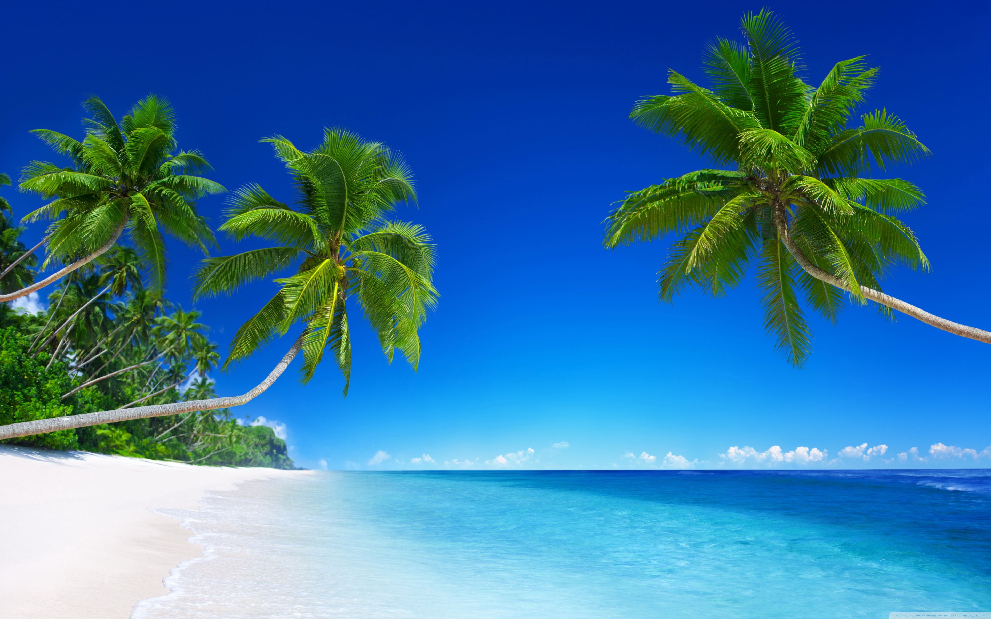 Tropical Desktop Wallpapers