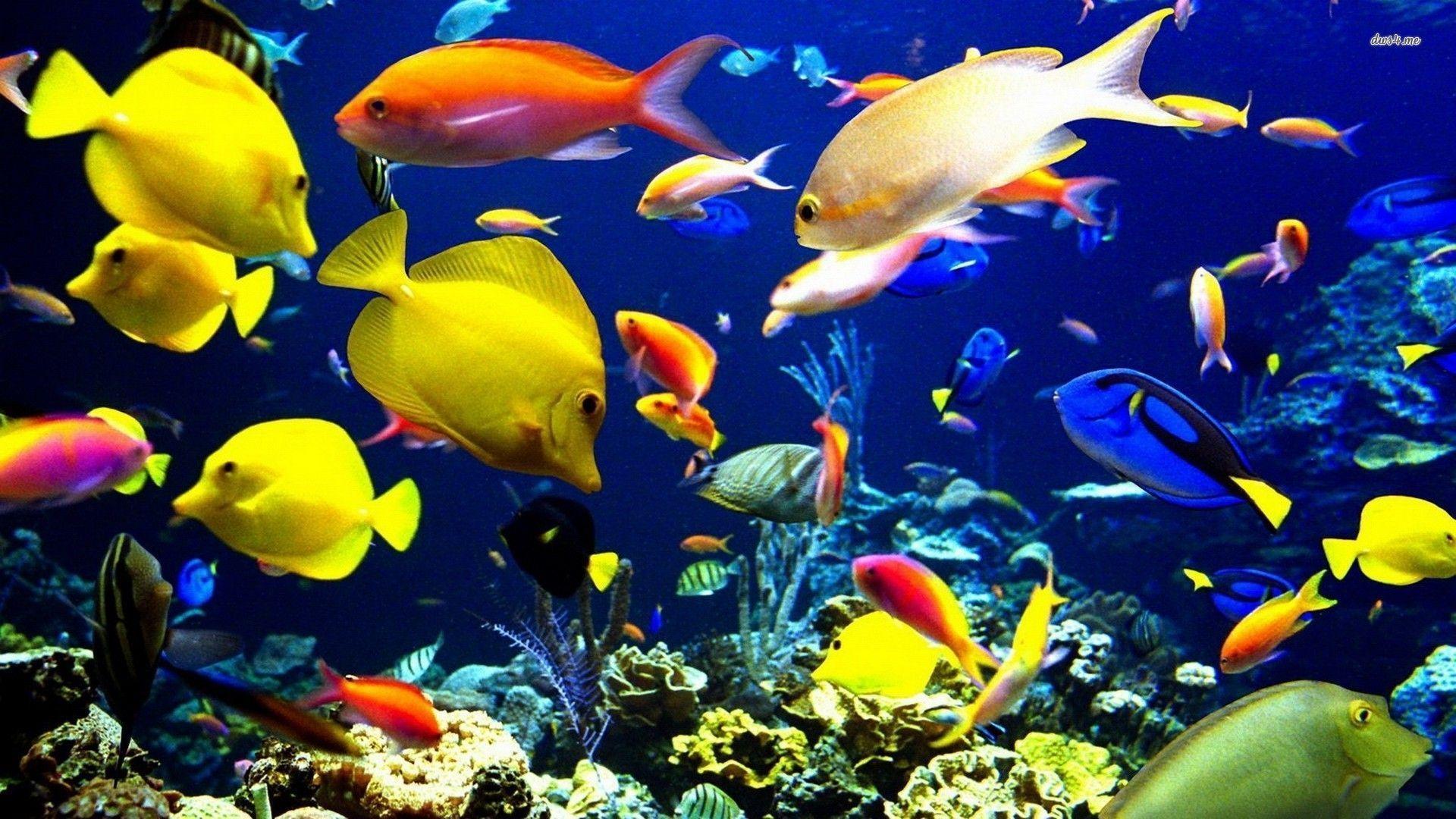 Tropical Fish Wallpapers