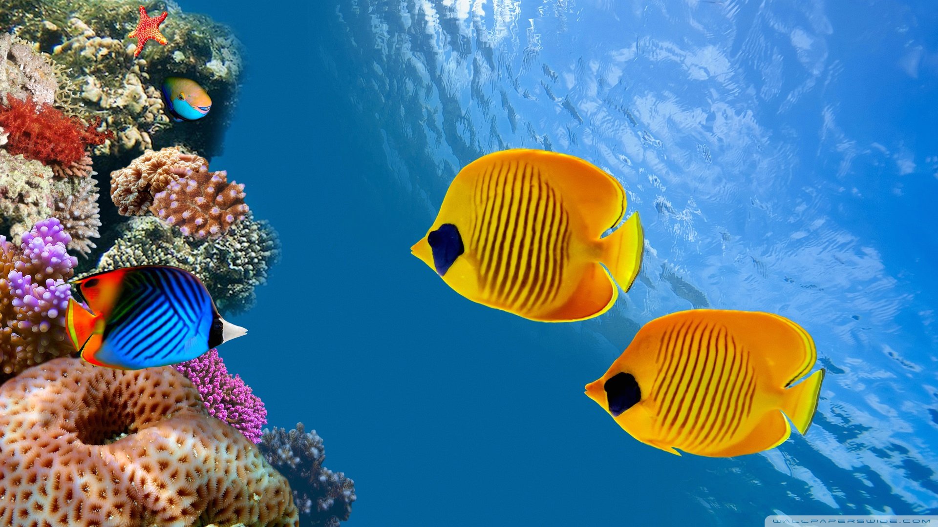 Tropical Fish Wallpapers