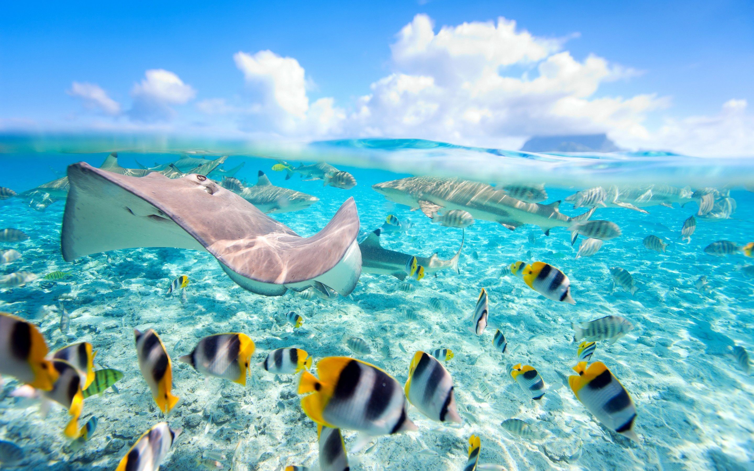 Tropical Fishes Wallpapers