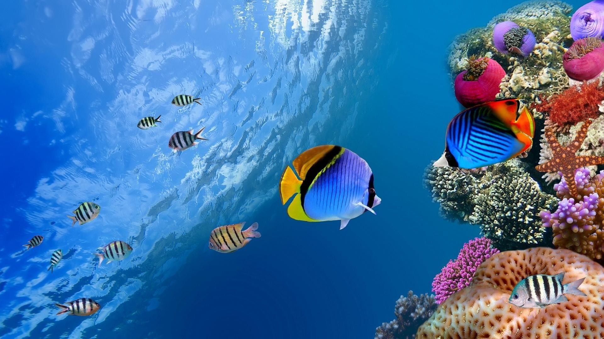 Tropical Fishes Wallpapers