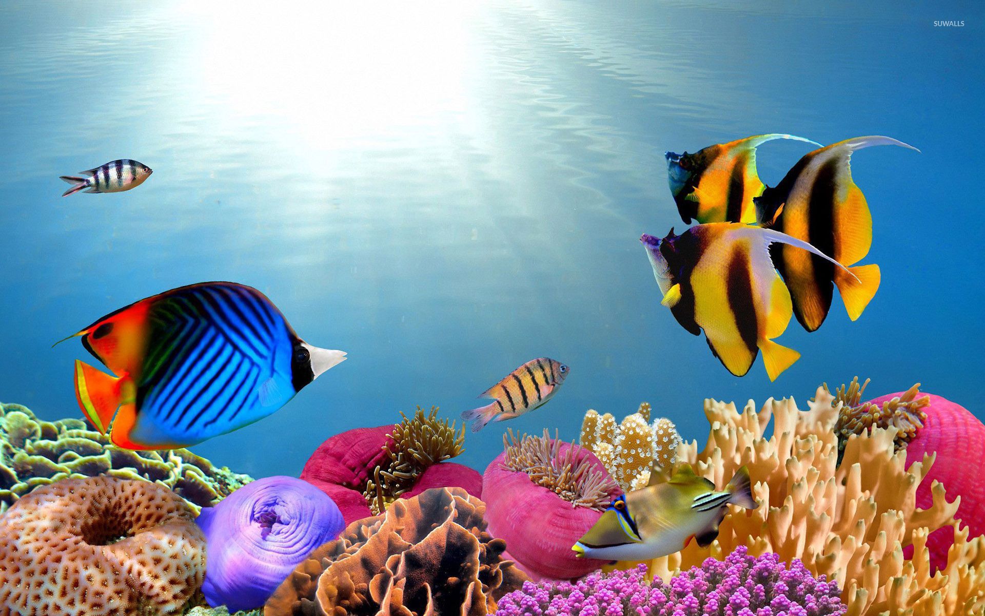 Tropical Fishes Wallpapers