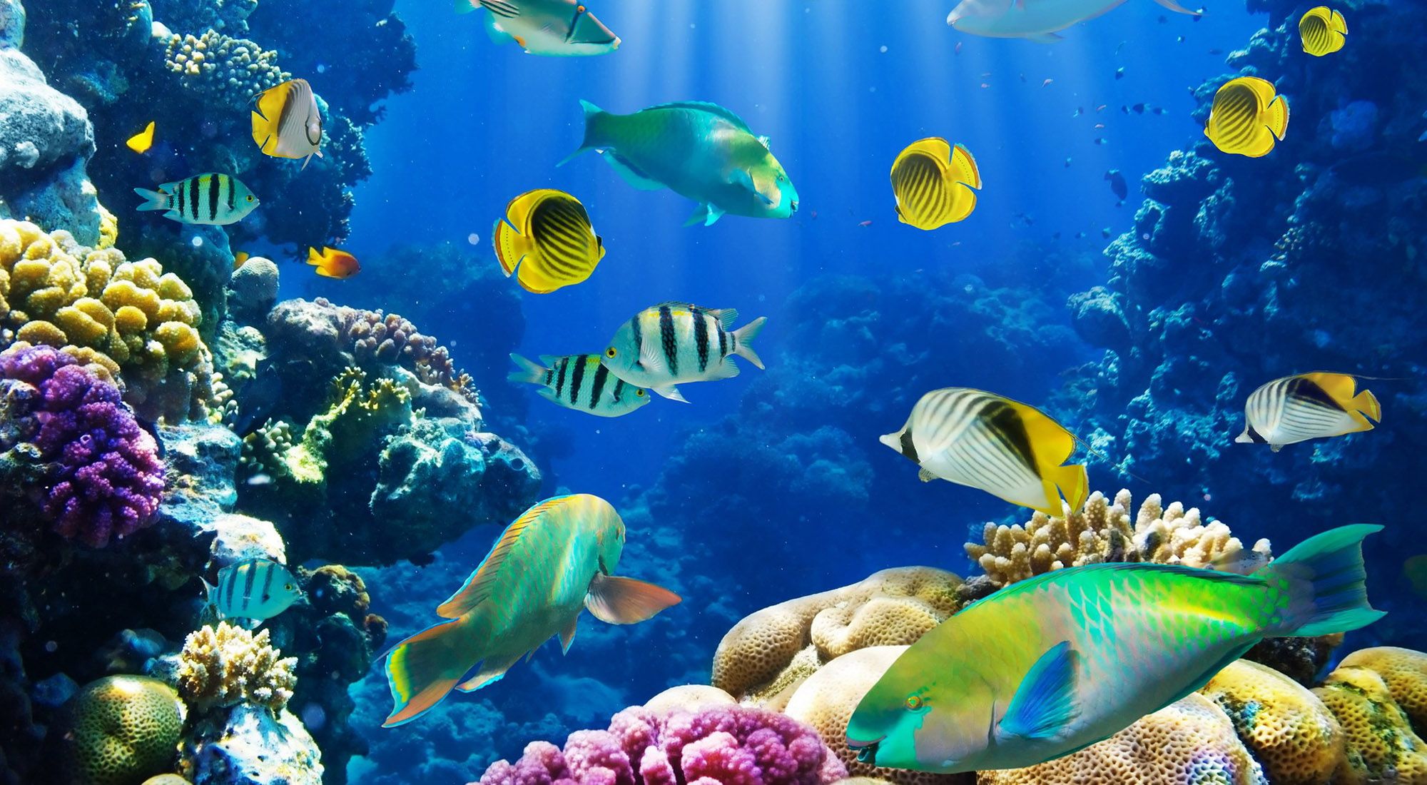 Tropical Fishes Wallpapers