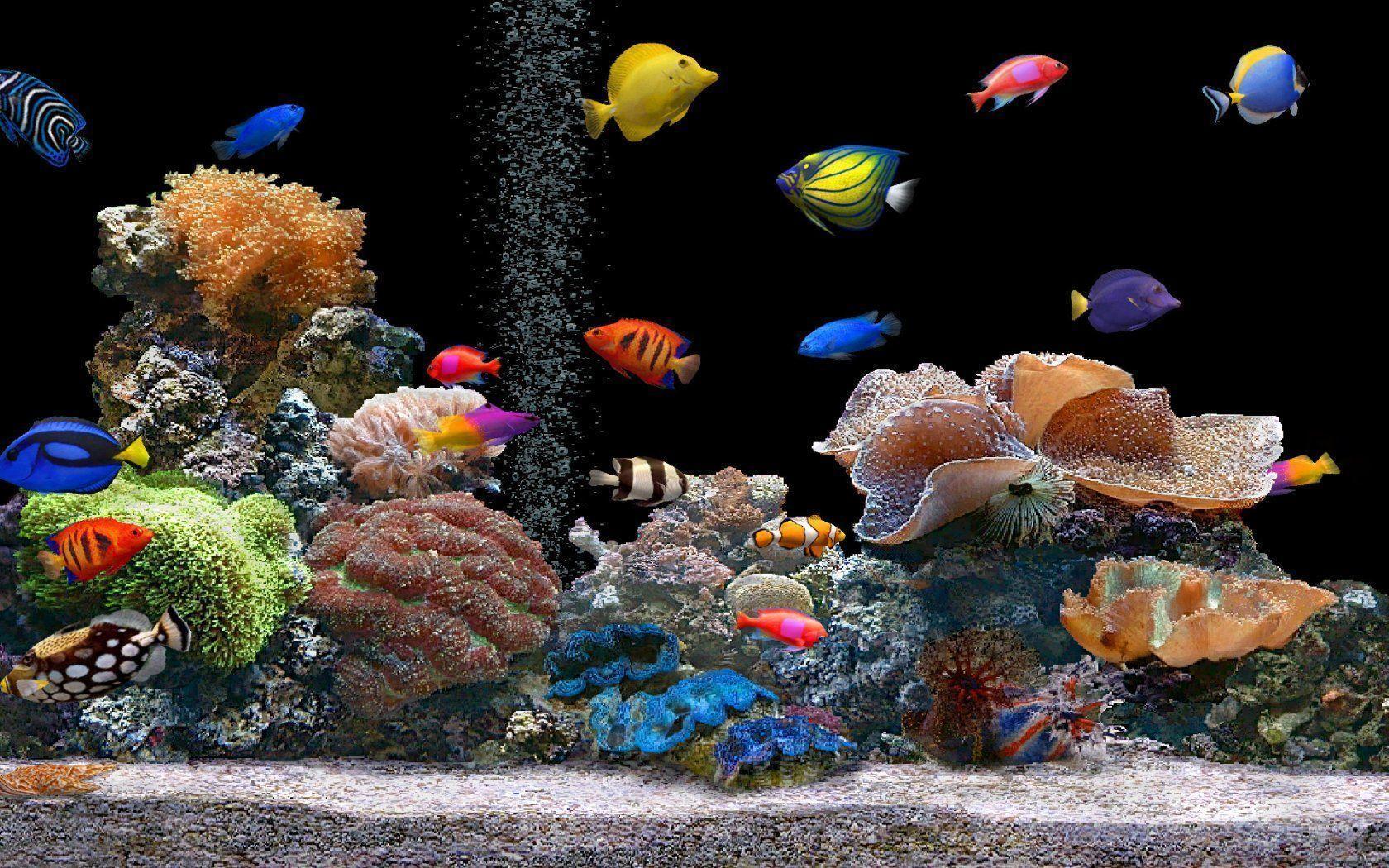 Tropical Fishes Wallpapers