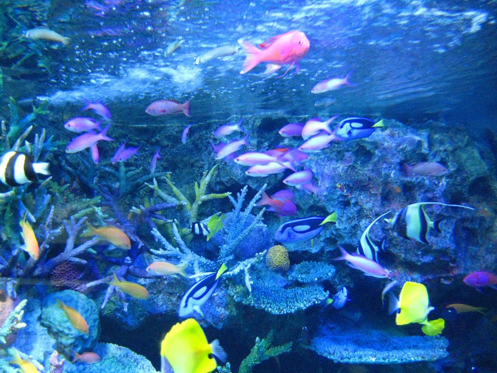 Tropical Fishes Wallpapers