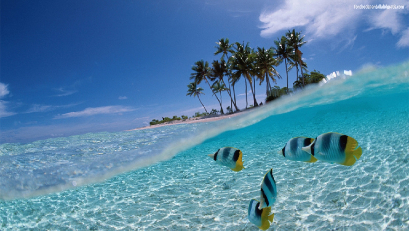 Tropical Fishes Wallpapers