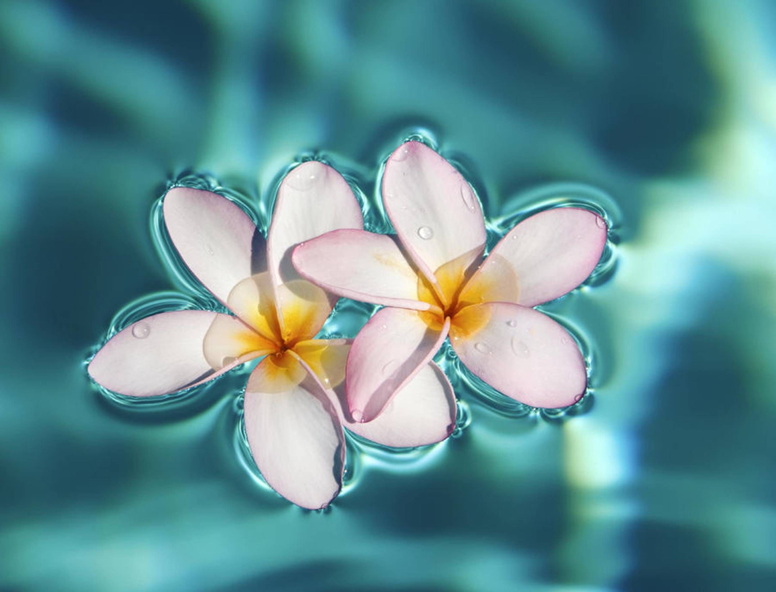Tropical Flower Wallpapers