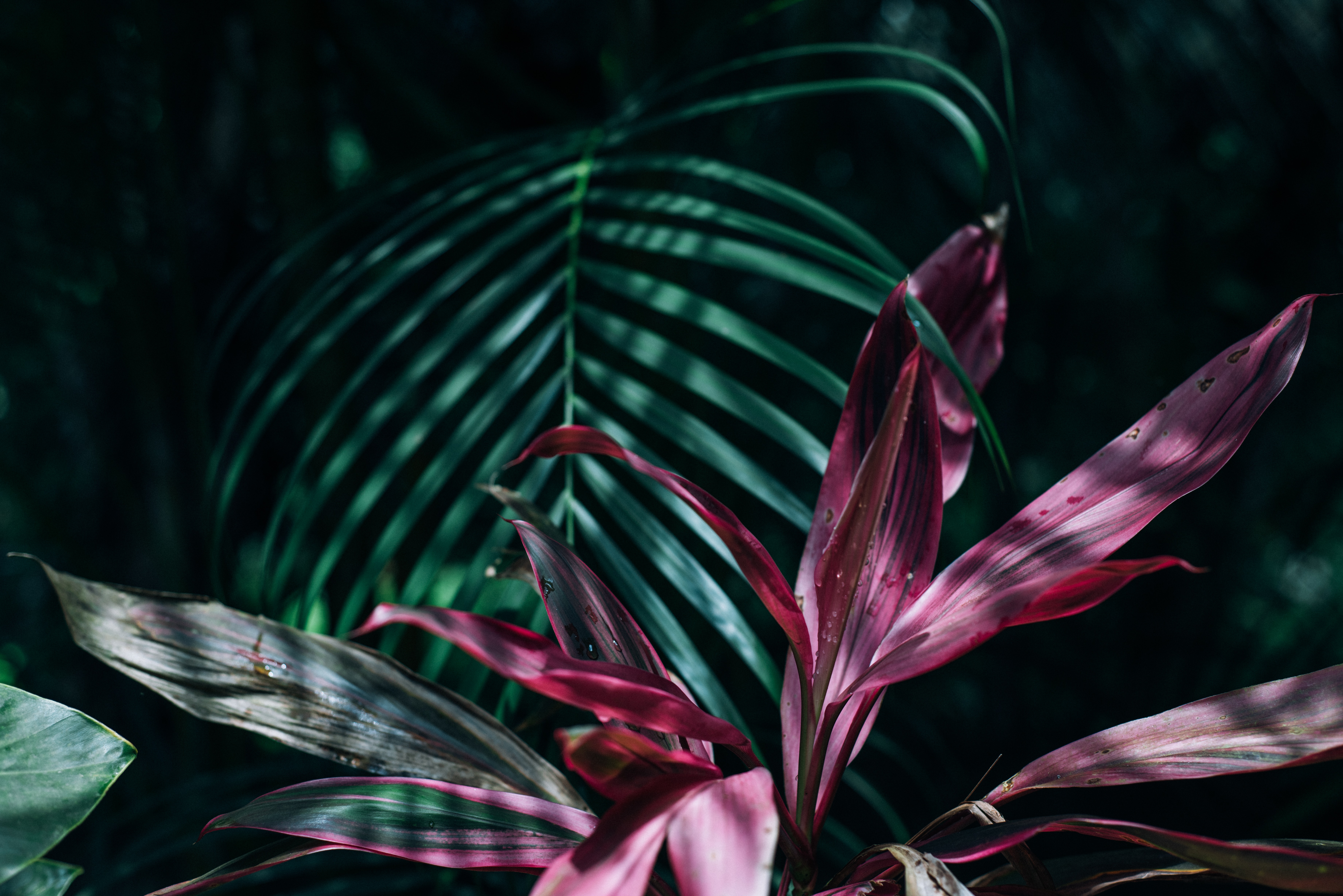 Tropical Flower Wallpapers