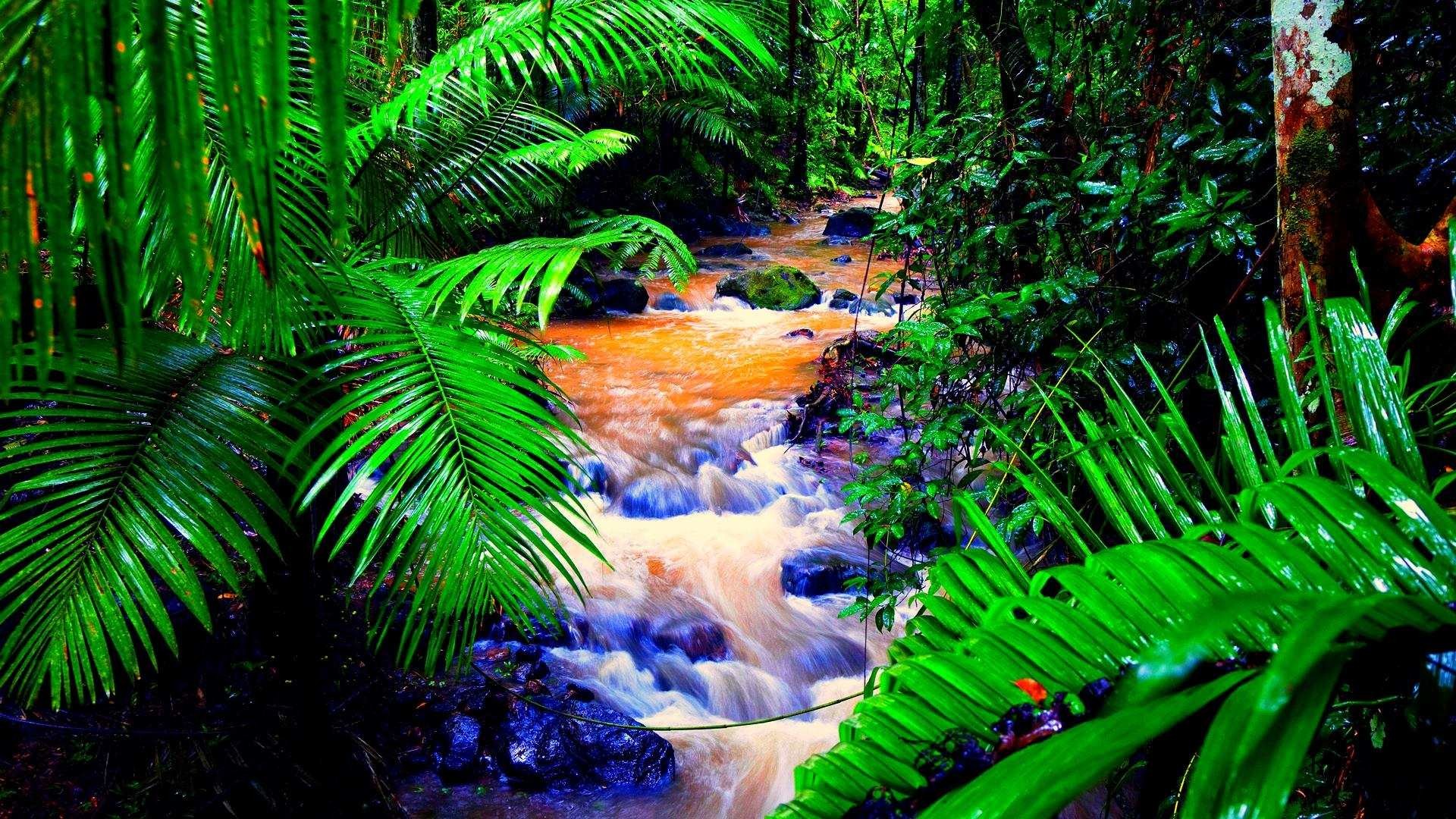 Tropical Rainforest Hd Wallpapers