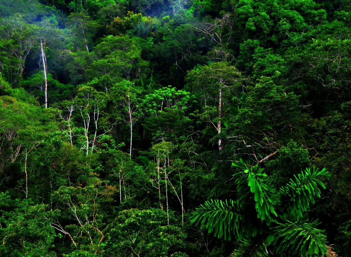 Tropical Rainforest Hd Wallpapers