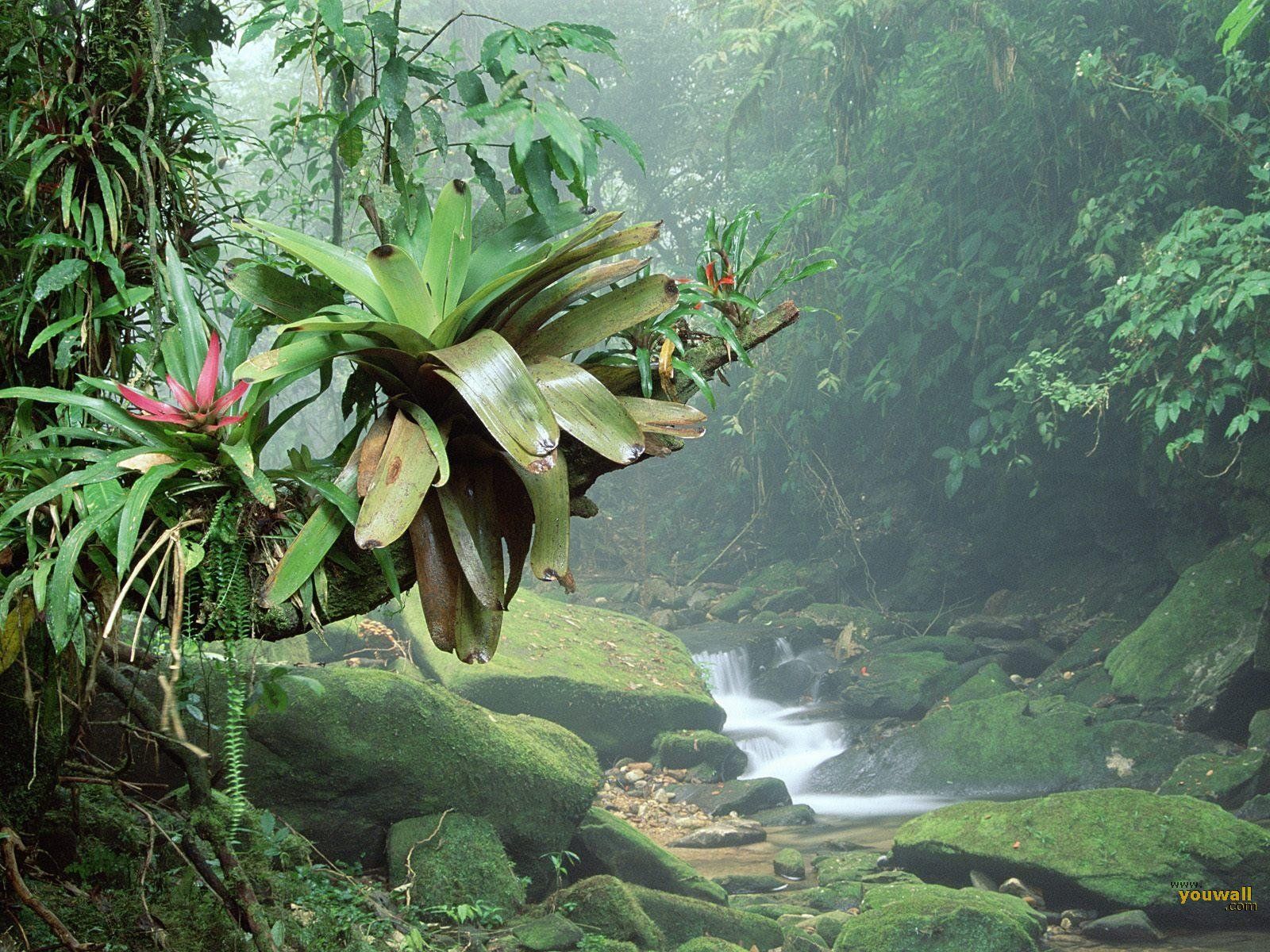 Tropical Rainforest Hd Wallpapers