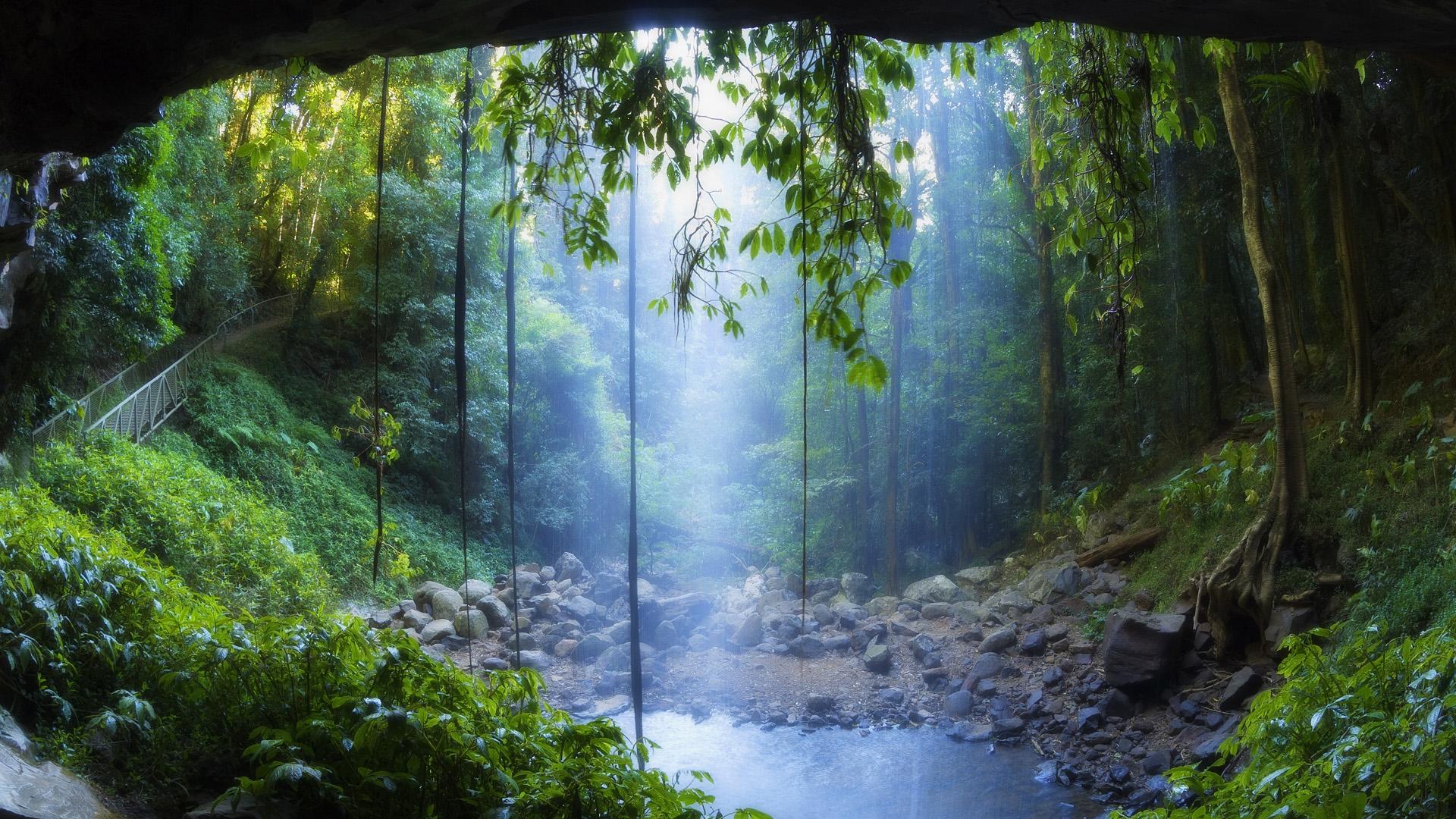 Tropical Rainforest Hd Wallpapers