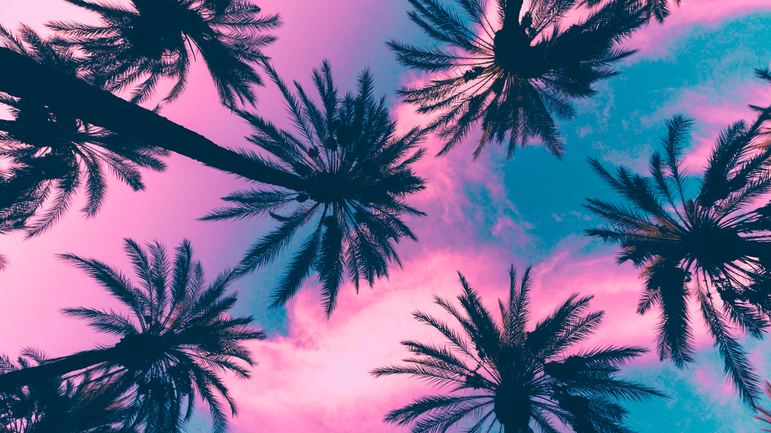 Tropical Tree Wallpapers