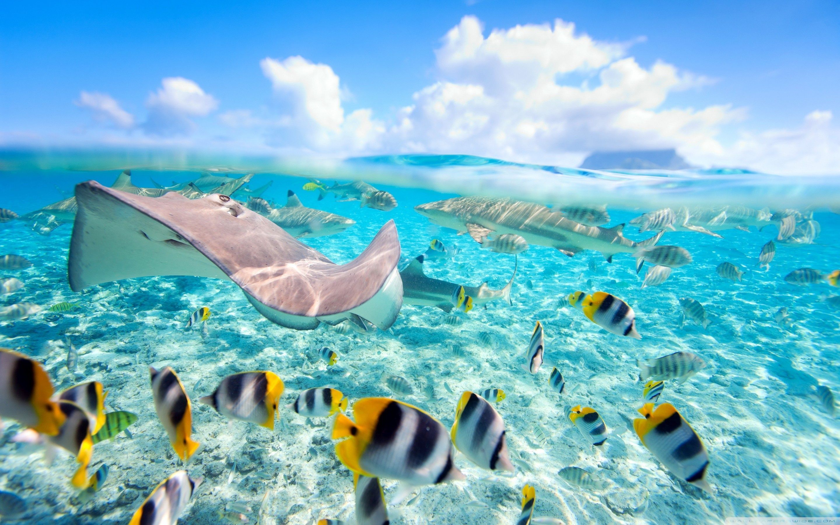 Tropical Underwater Wallpapers