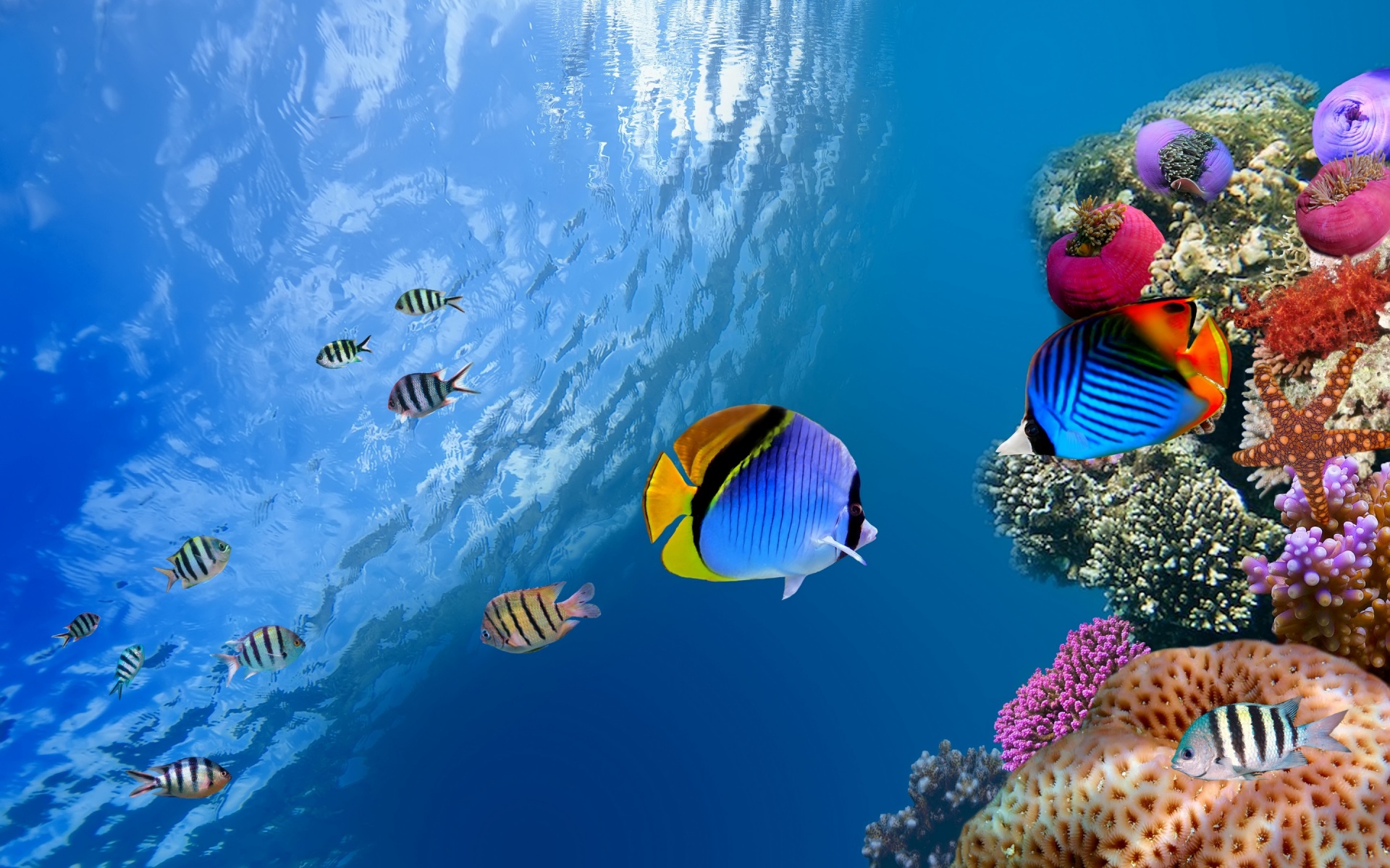 Tropical Underwater Wallpapers