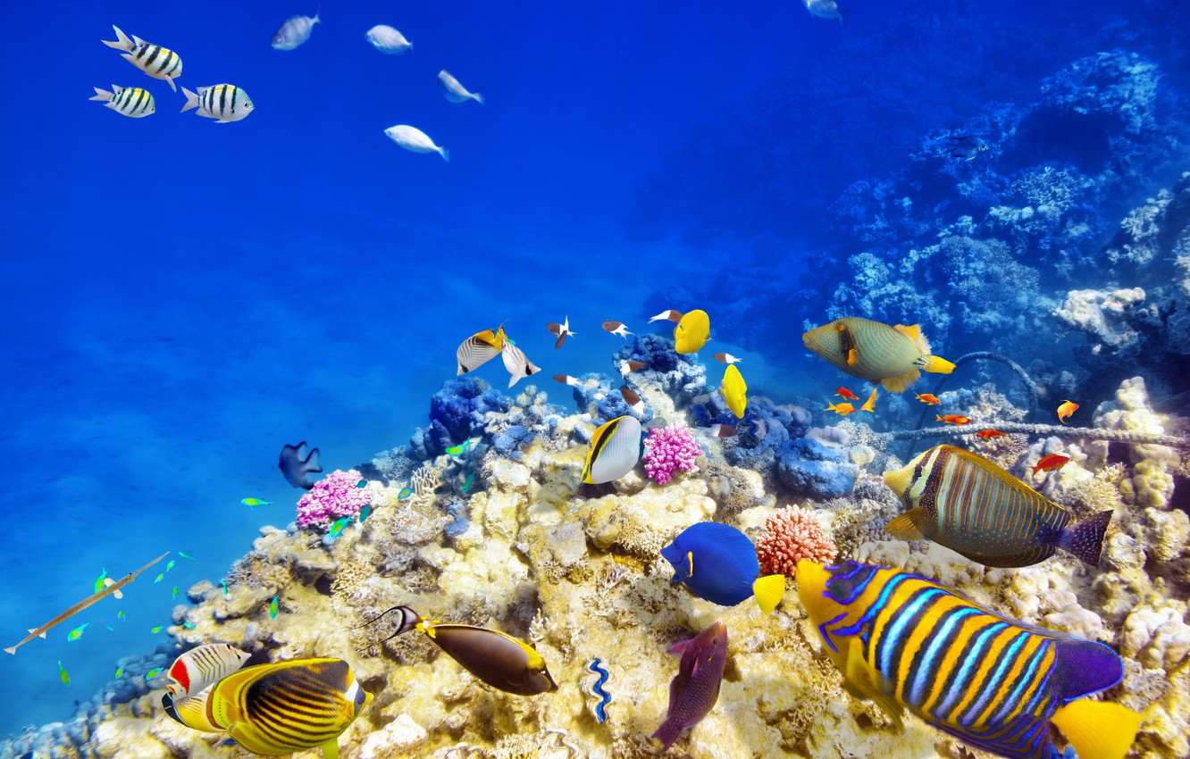 Tropical Underwater Wallpapers