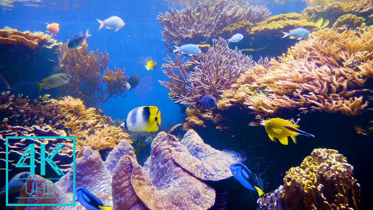 Tropical Underwater Wallpapers