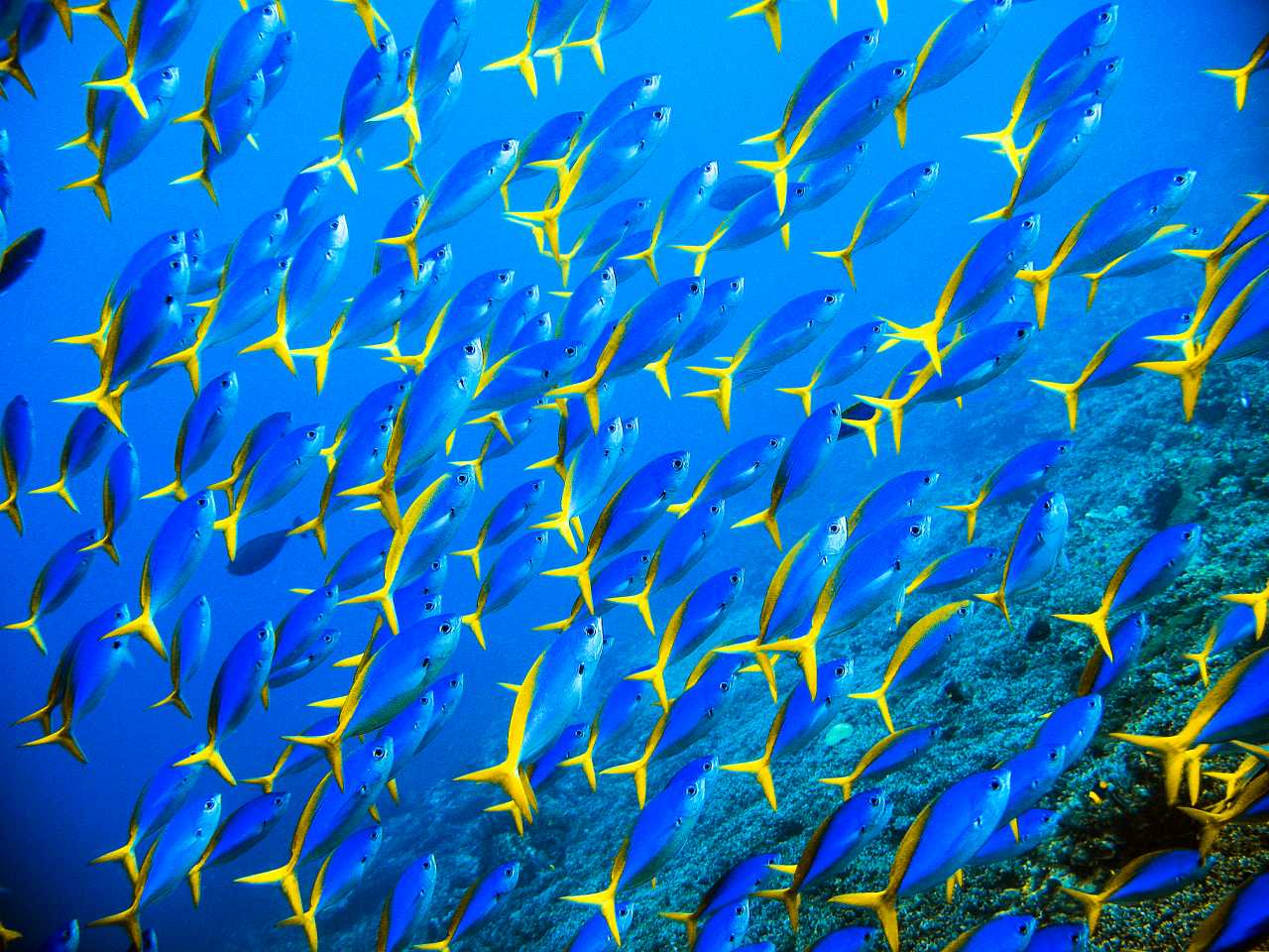 Tropical Underwater Wallpapers