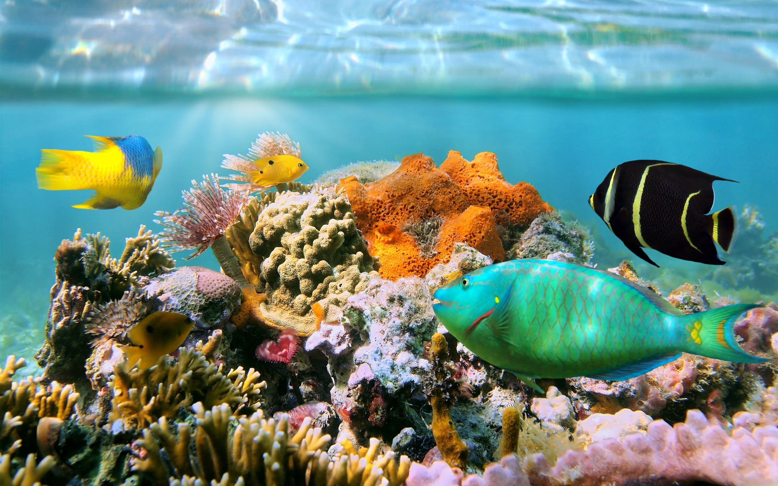 Tropical Underwater Wallpapers