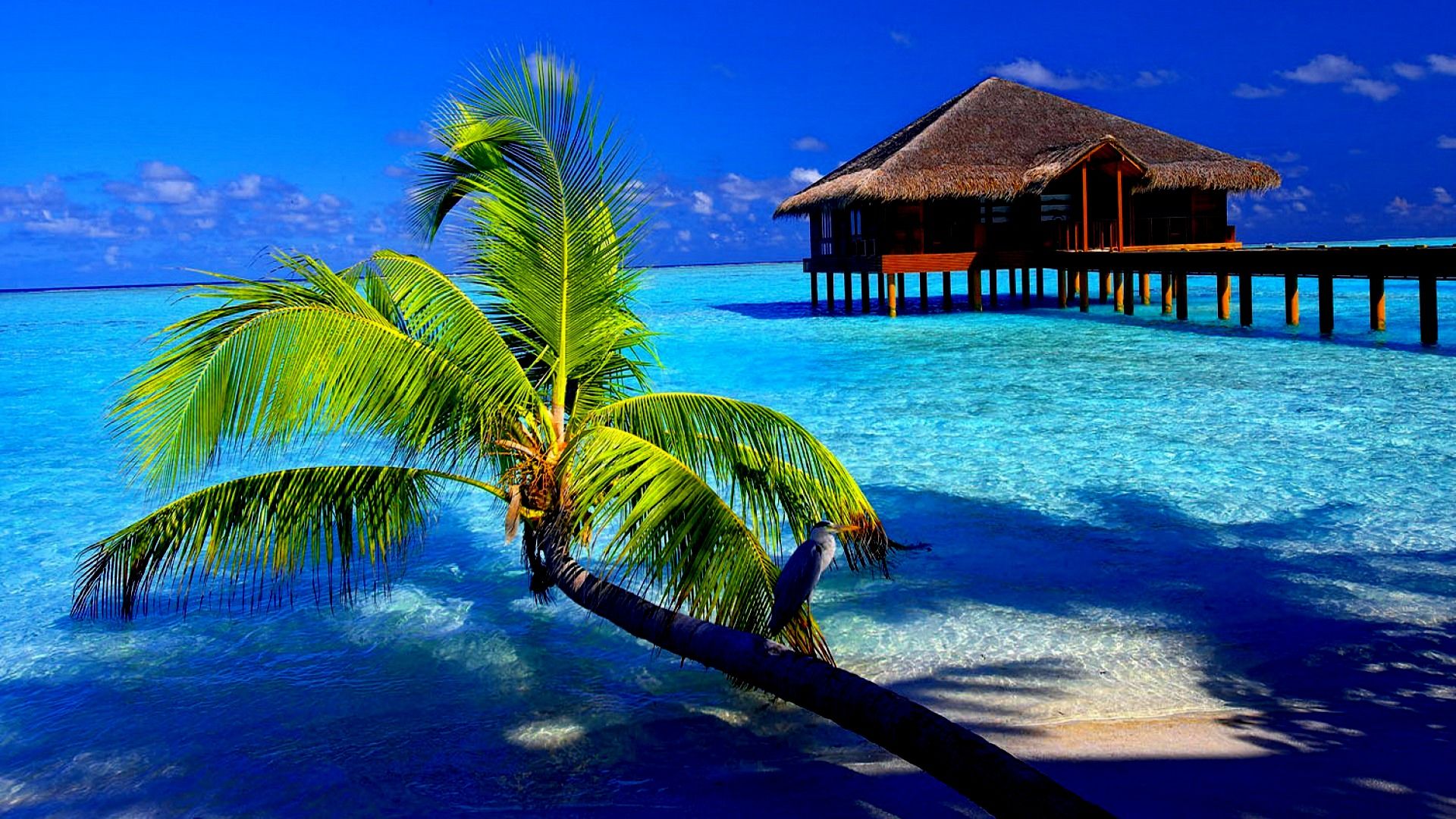 Tropical Hd Wallpapers