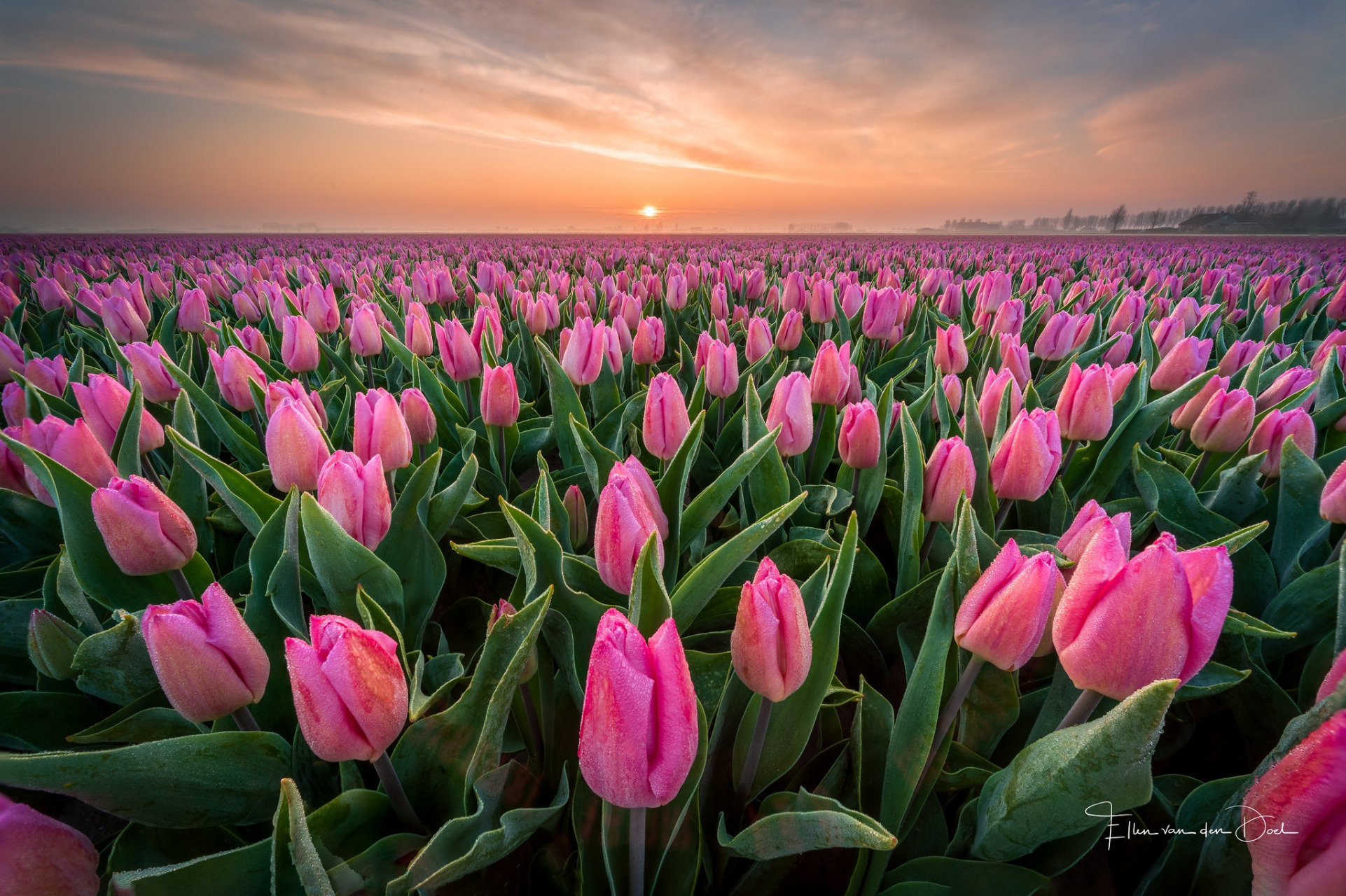 Tulip Field Wallpapers