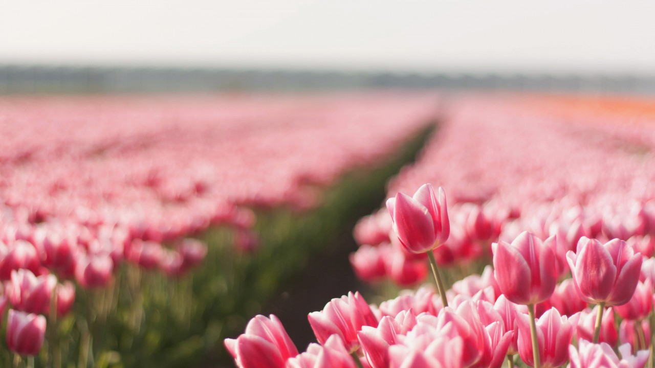 Tulip Field Wallpapers