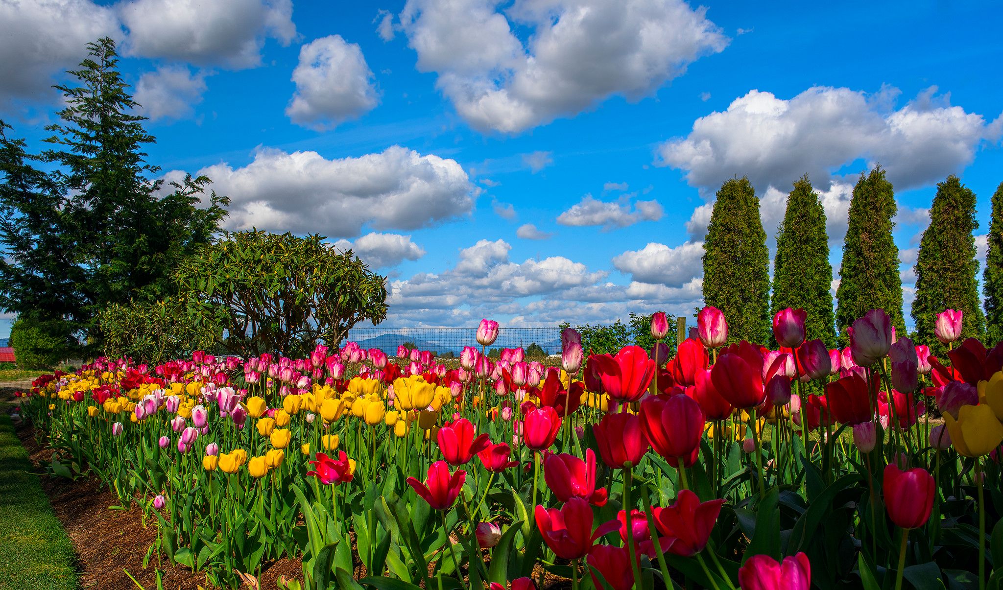 Tulip Field Wallpapers