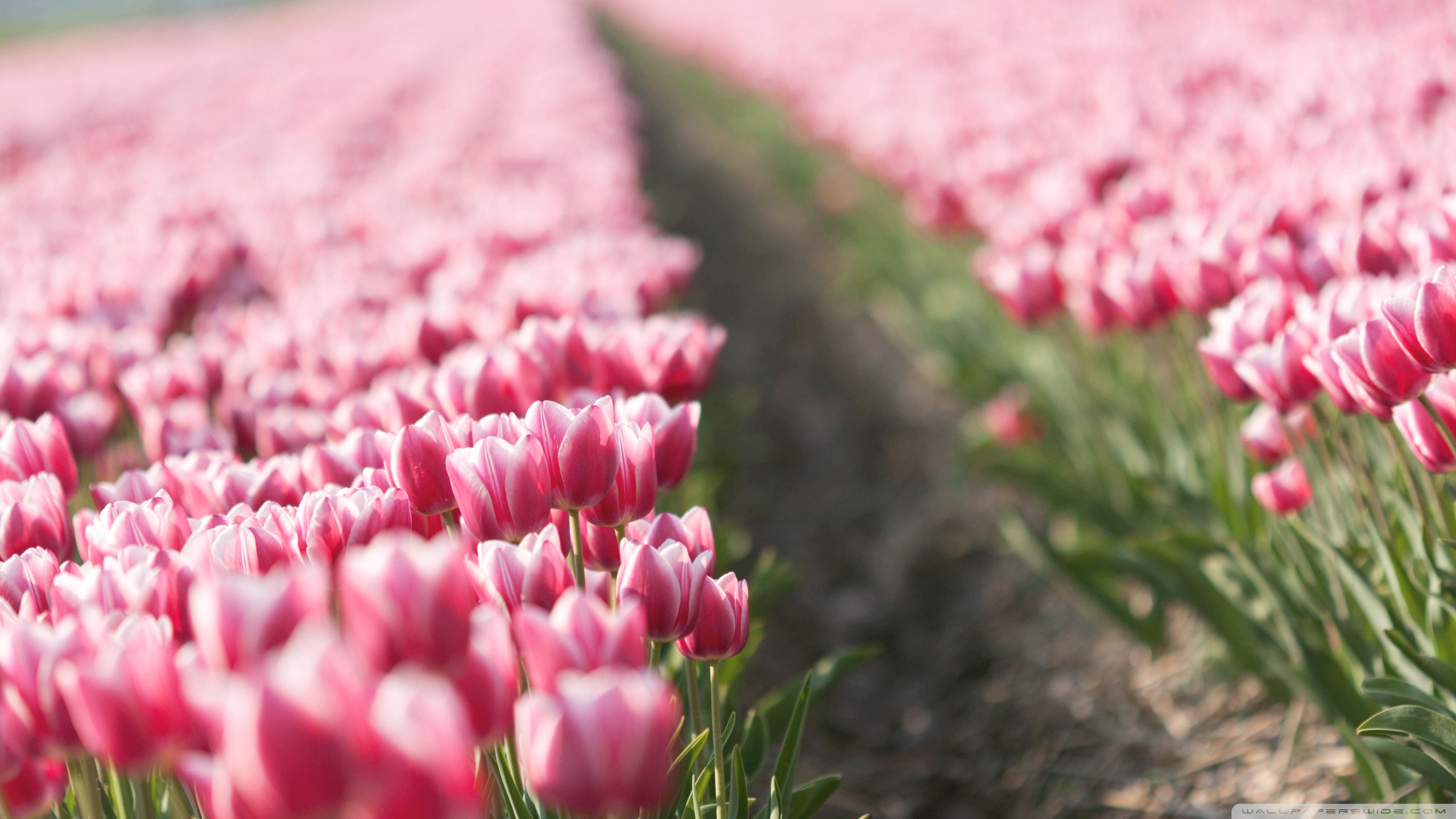 Tulip Field Wallpapers