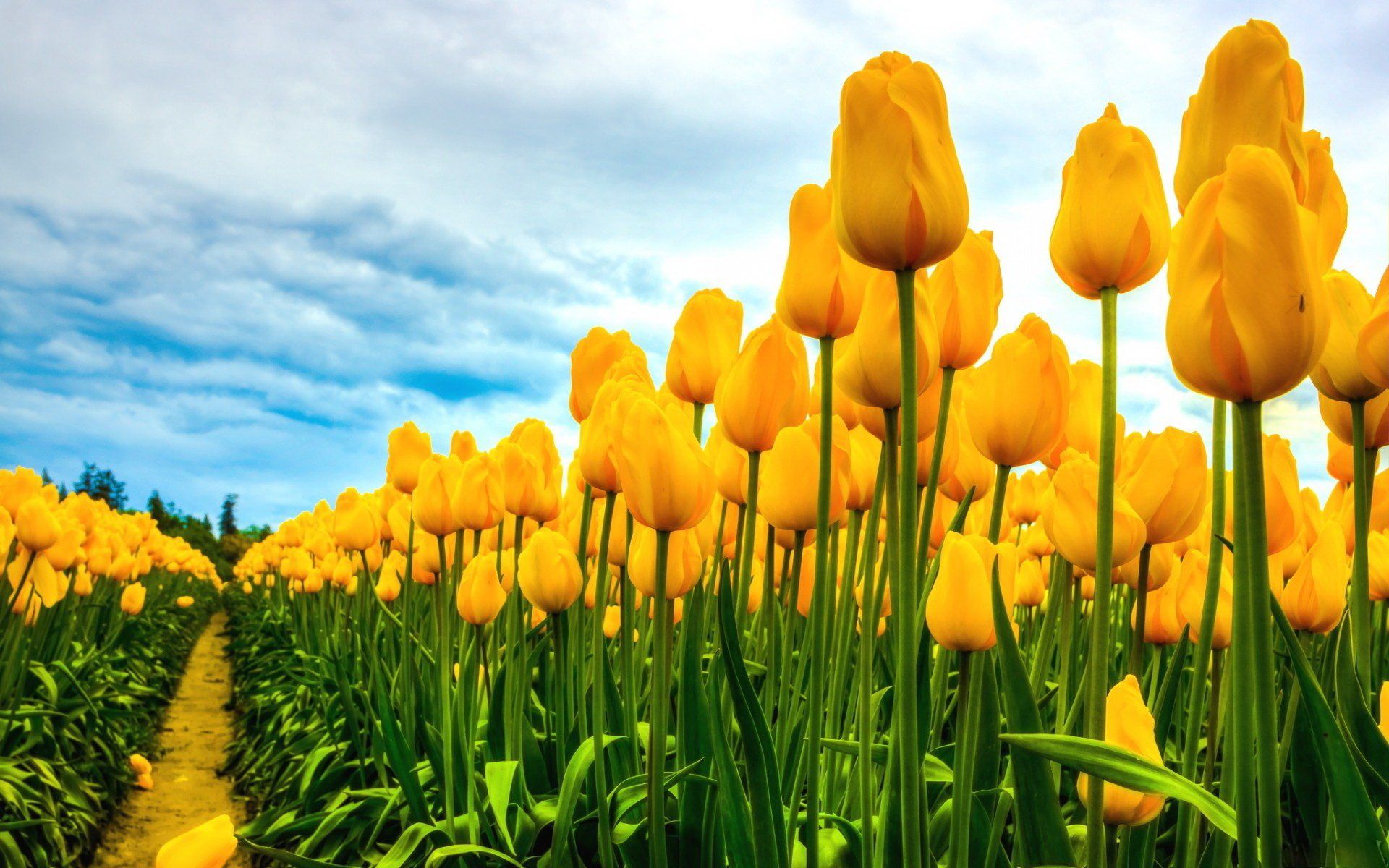 Tulip Field Wallpapers