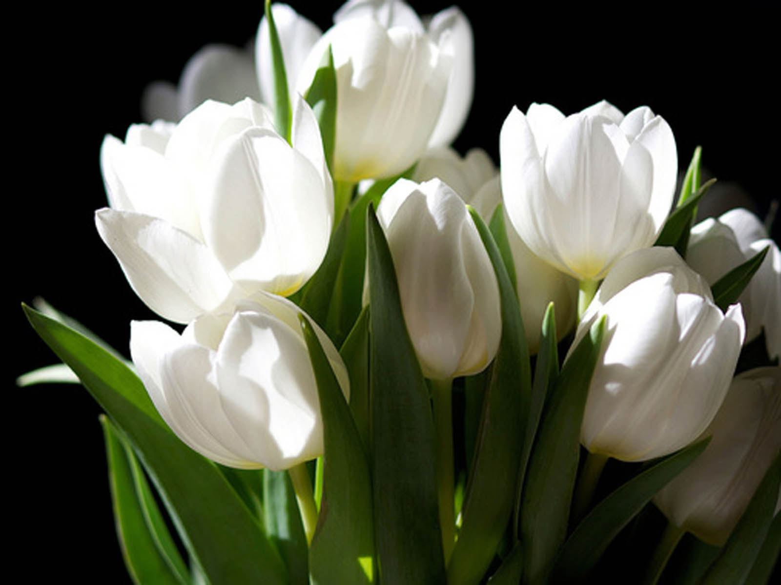 Tulip Flower Wallpapers