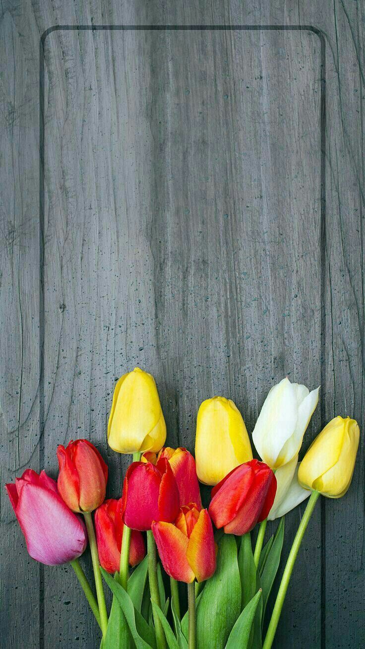 Tulip Iphone Wallpapers