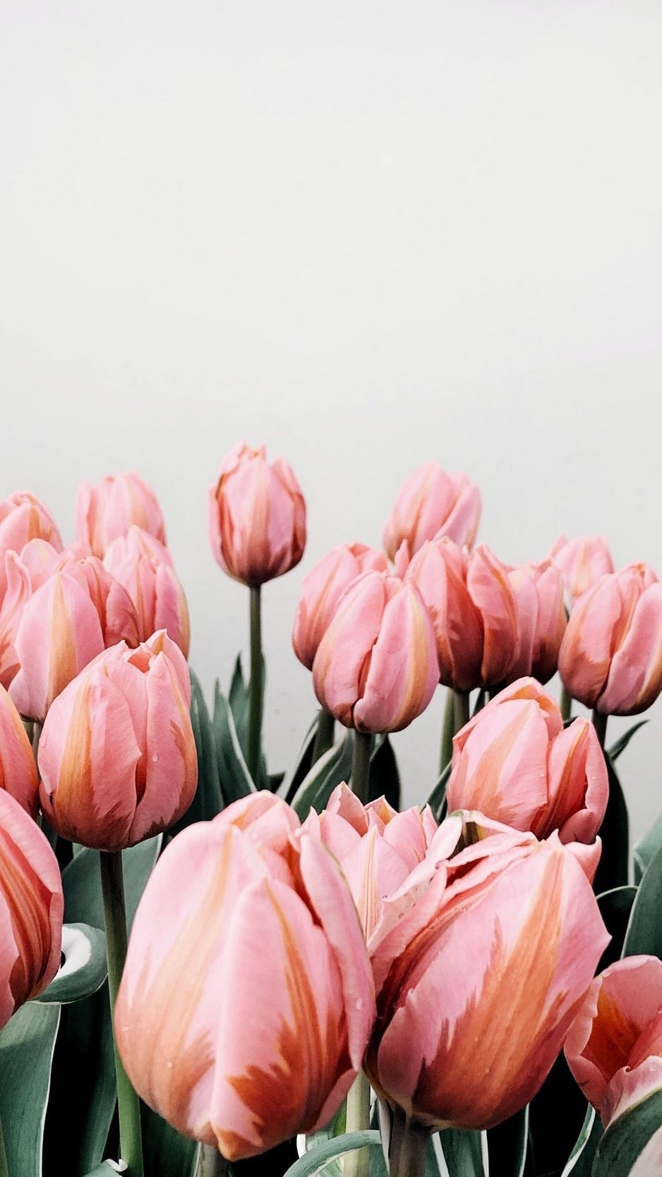 Tulip Iphone Wallpapers