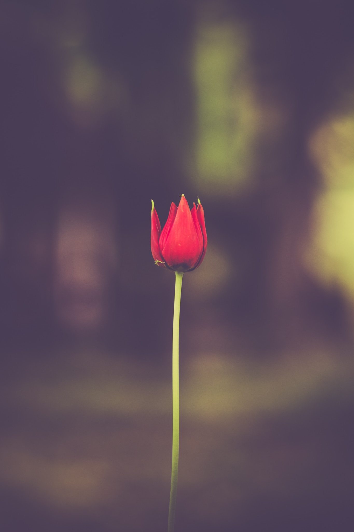 Tulip Iphone Wallpapers