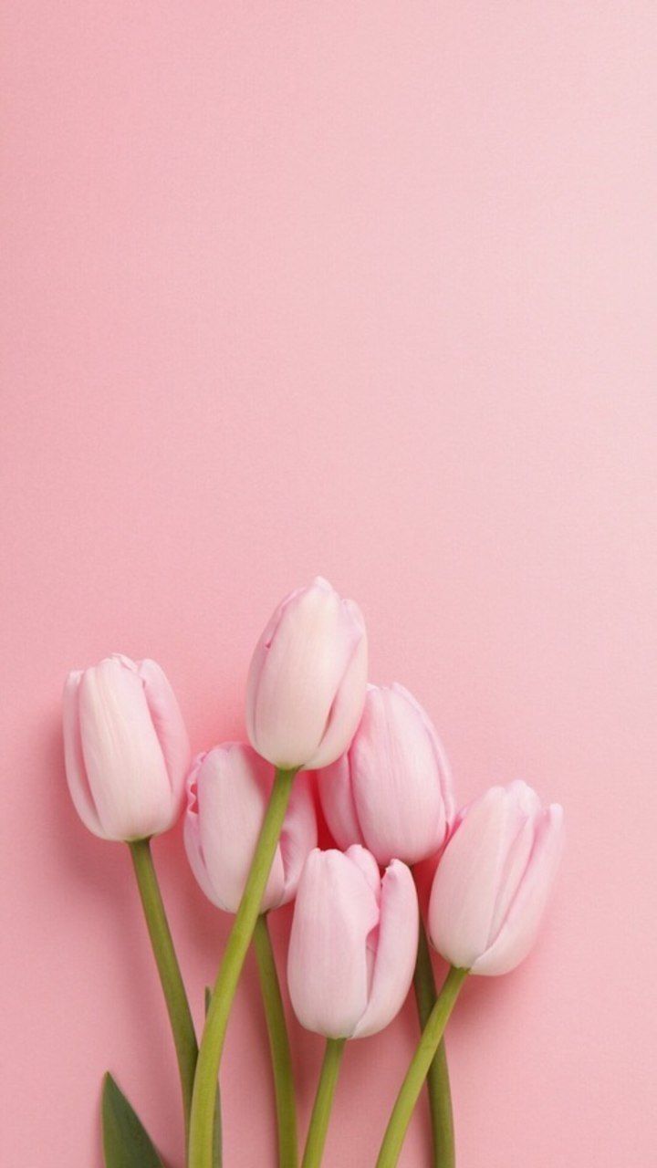 Tulip Phone Wallpapers