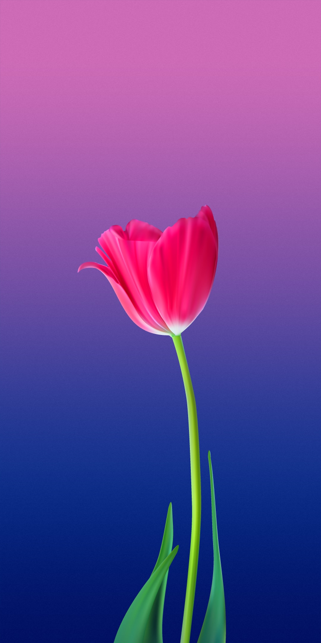 Tulip Phone Wallpapers